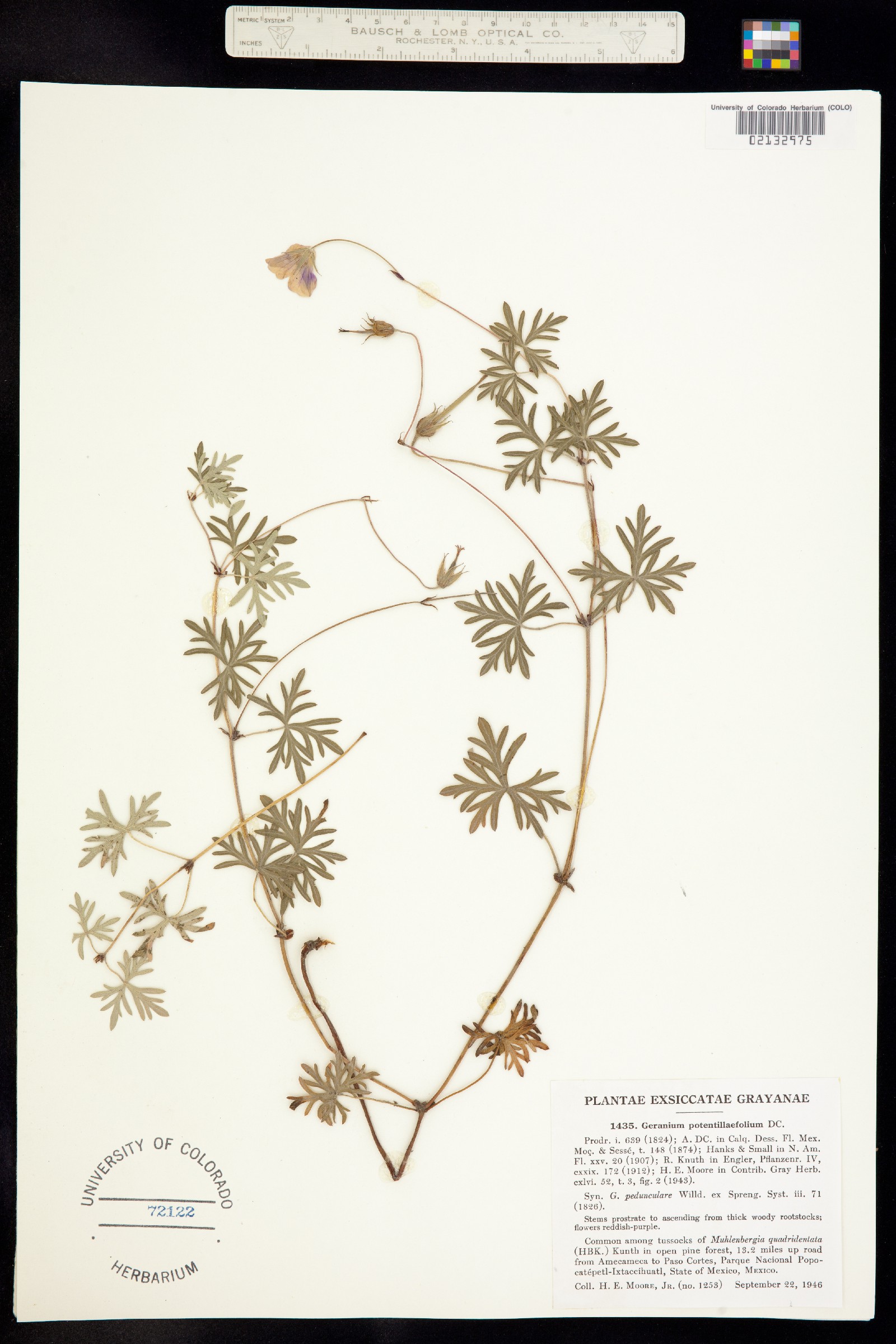 Geranium potentillaefolium image