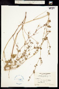 Image of Pelargonium grossularioides