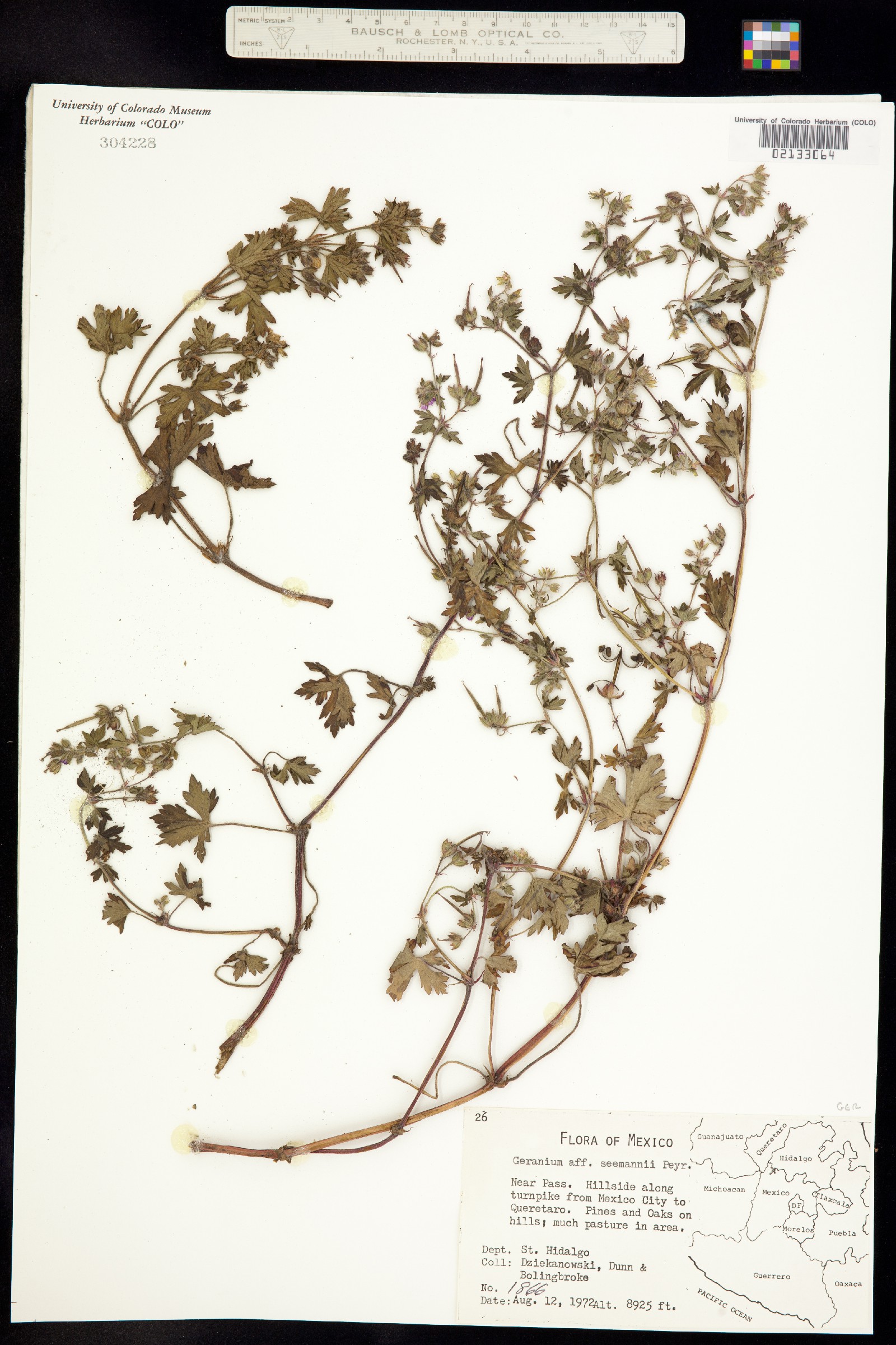 Geranium seemannii image