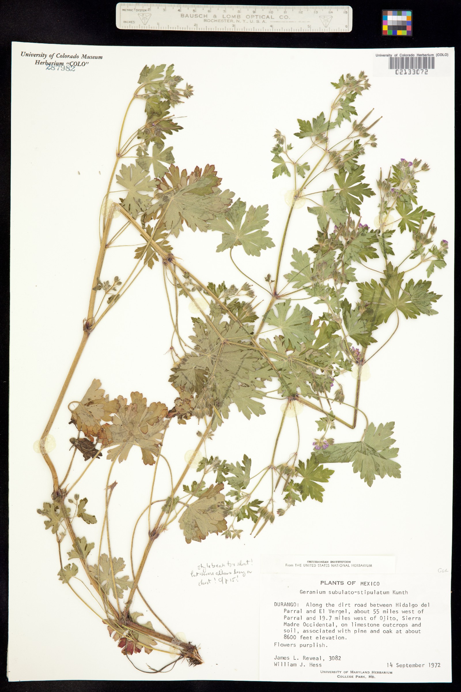 Geranium subulato-stipulatum image