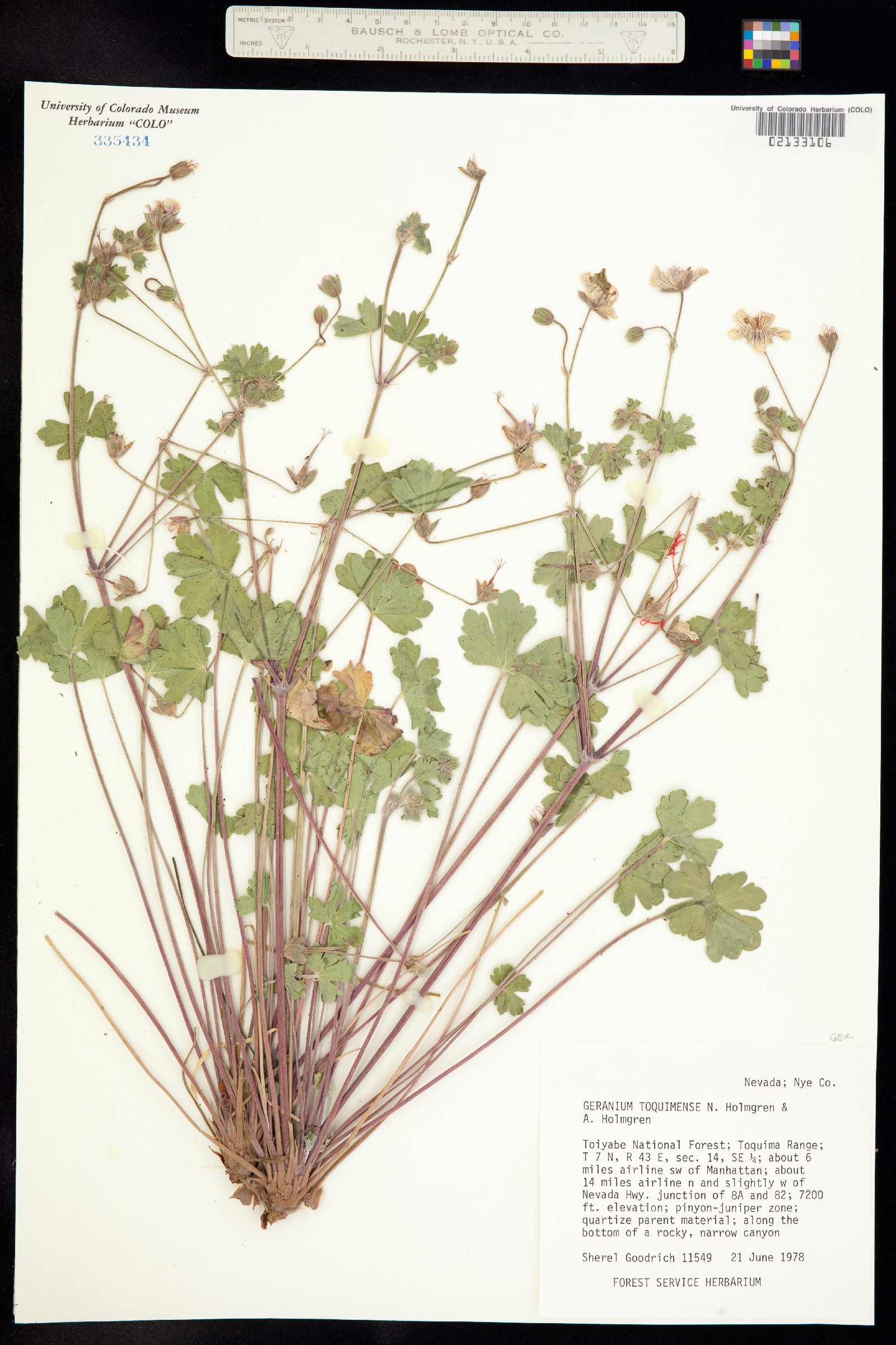 Geranium caespitosum image