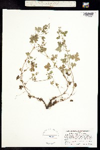 Geranium vulcanicola image