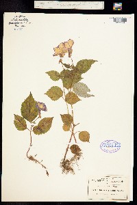 Image of Achimenes grandiflora