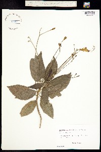 Gesneria pedunculosa image