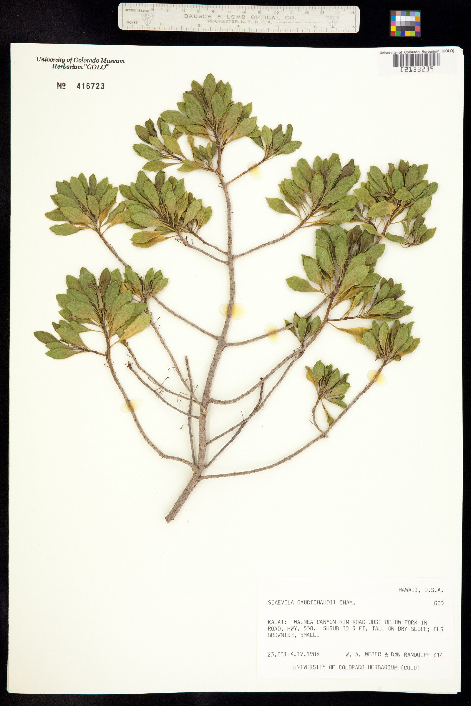Scaevola gaudichaudiana image
