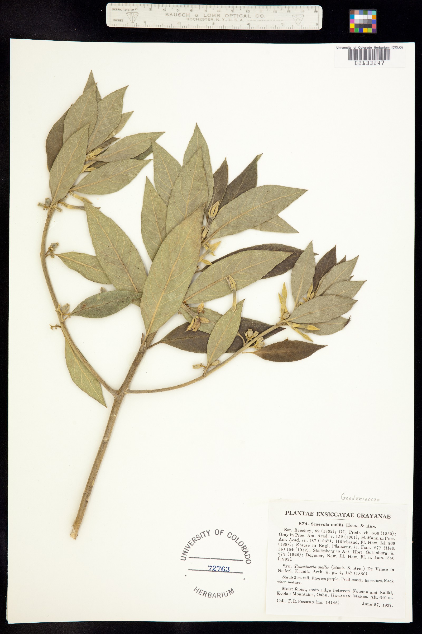 Goodeniaceae image