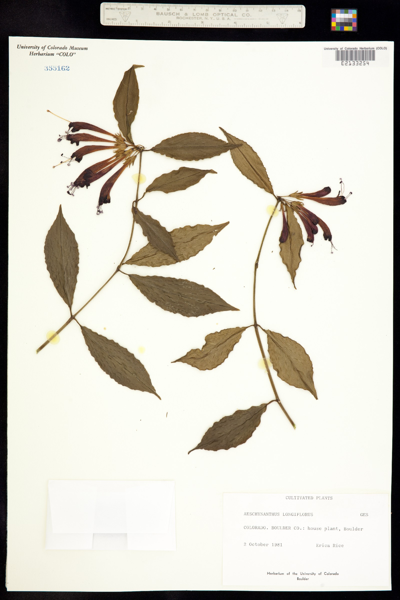 Aeschynanthus longiflorus image
