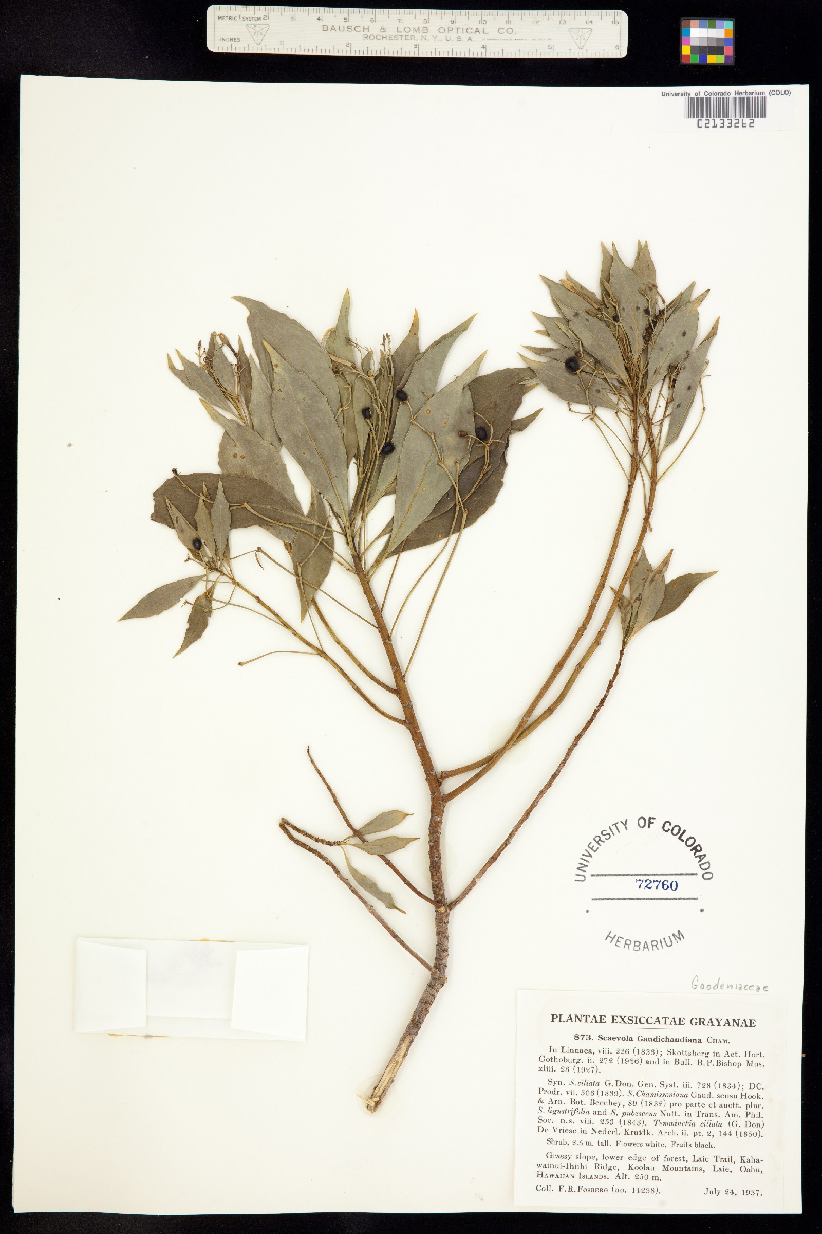Scaevola gaudichaudiana image