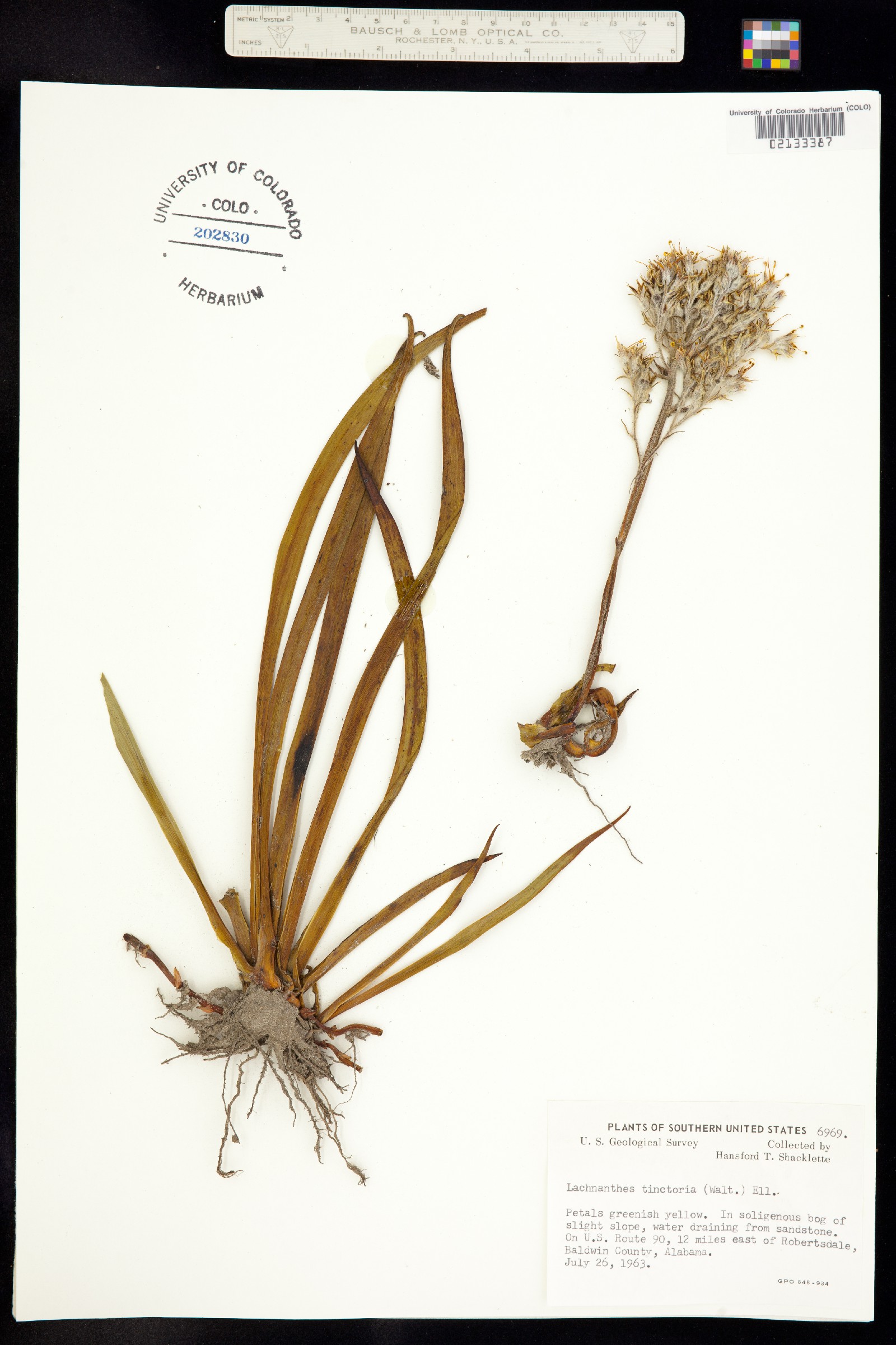 Lachnanthes caroliniana image