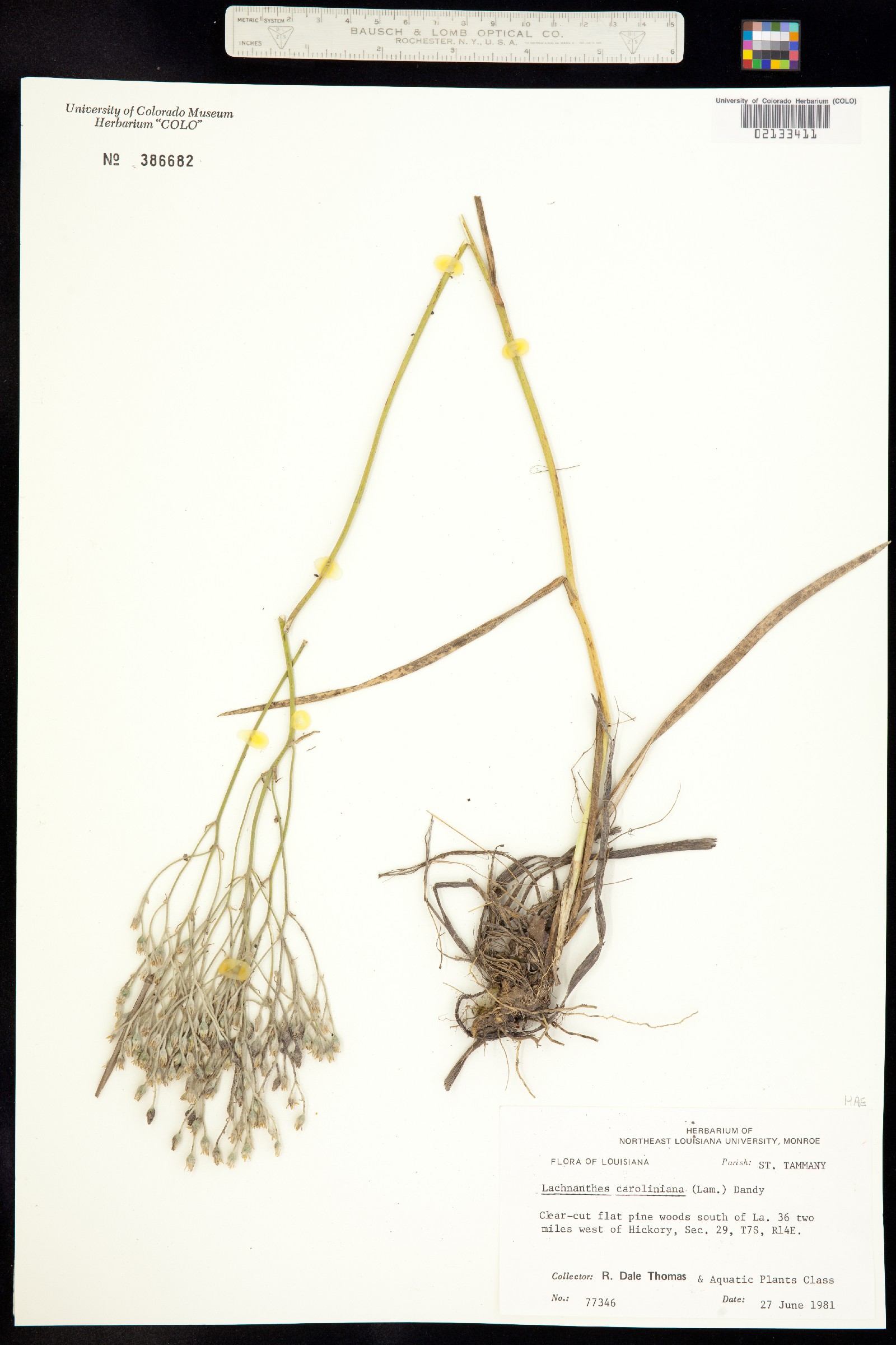 Haemodoraceae image