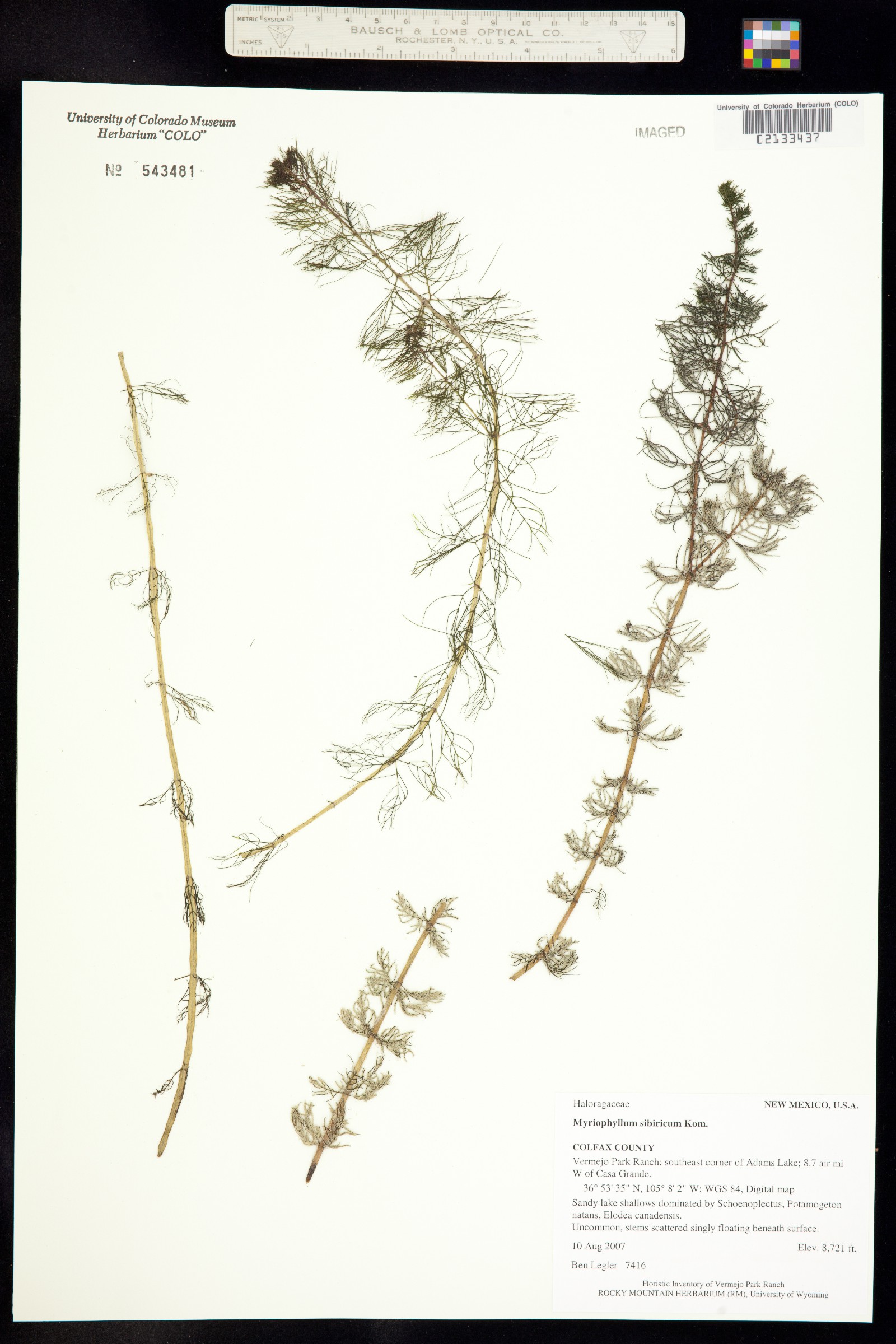 Haloragaceae image