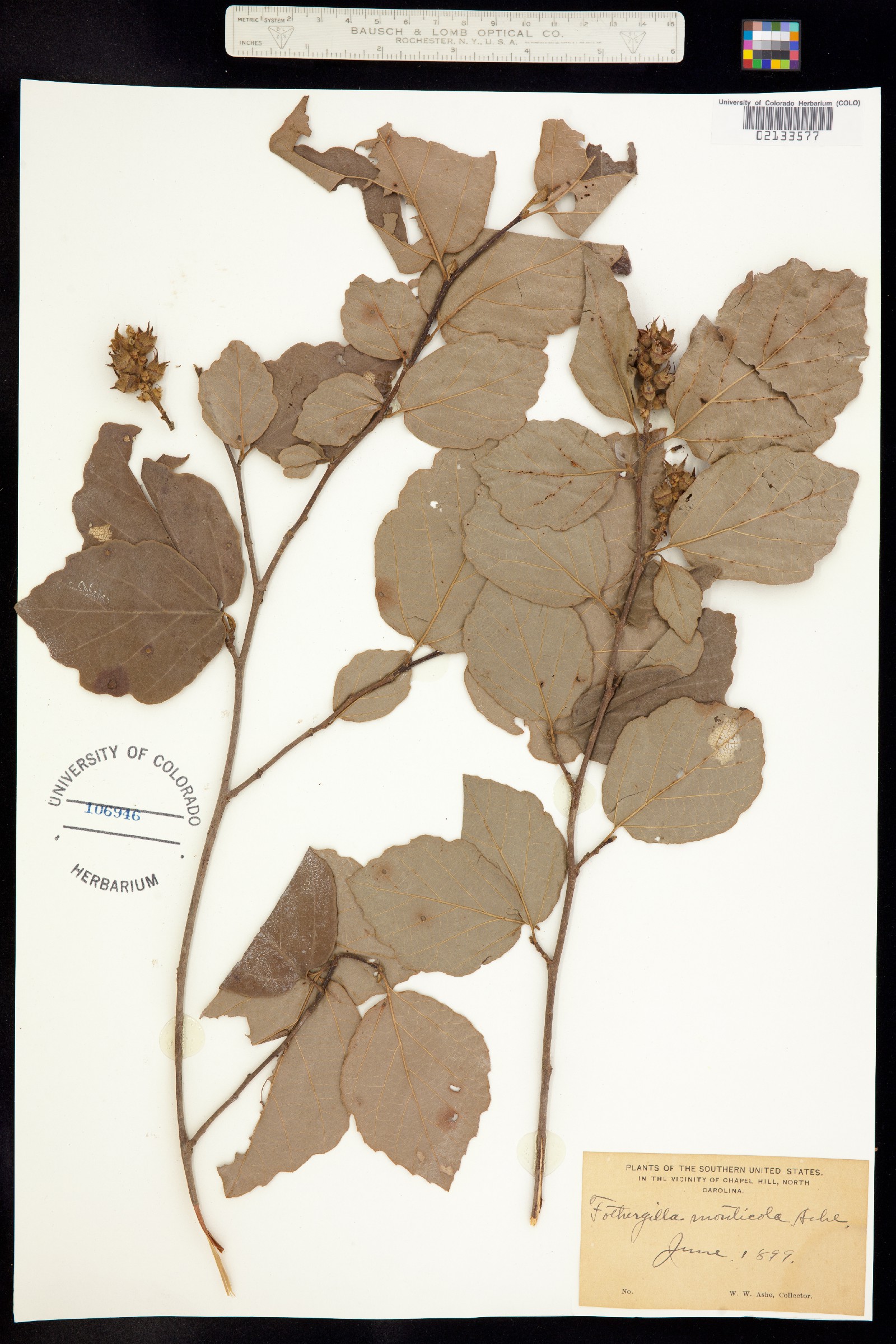 Fothergilla monticola image