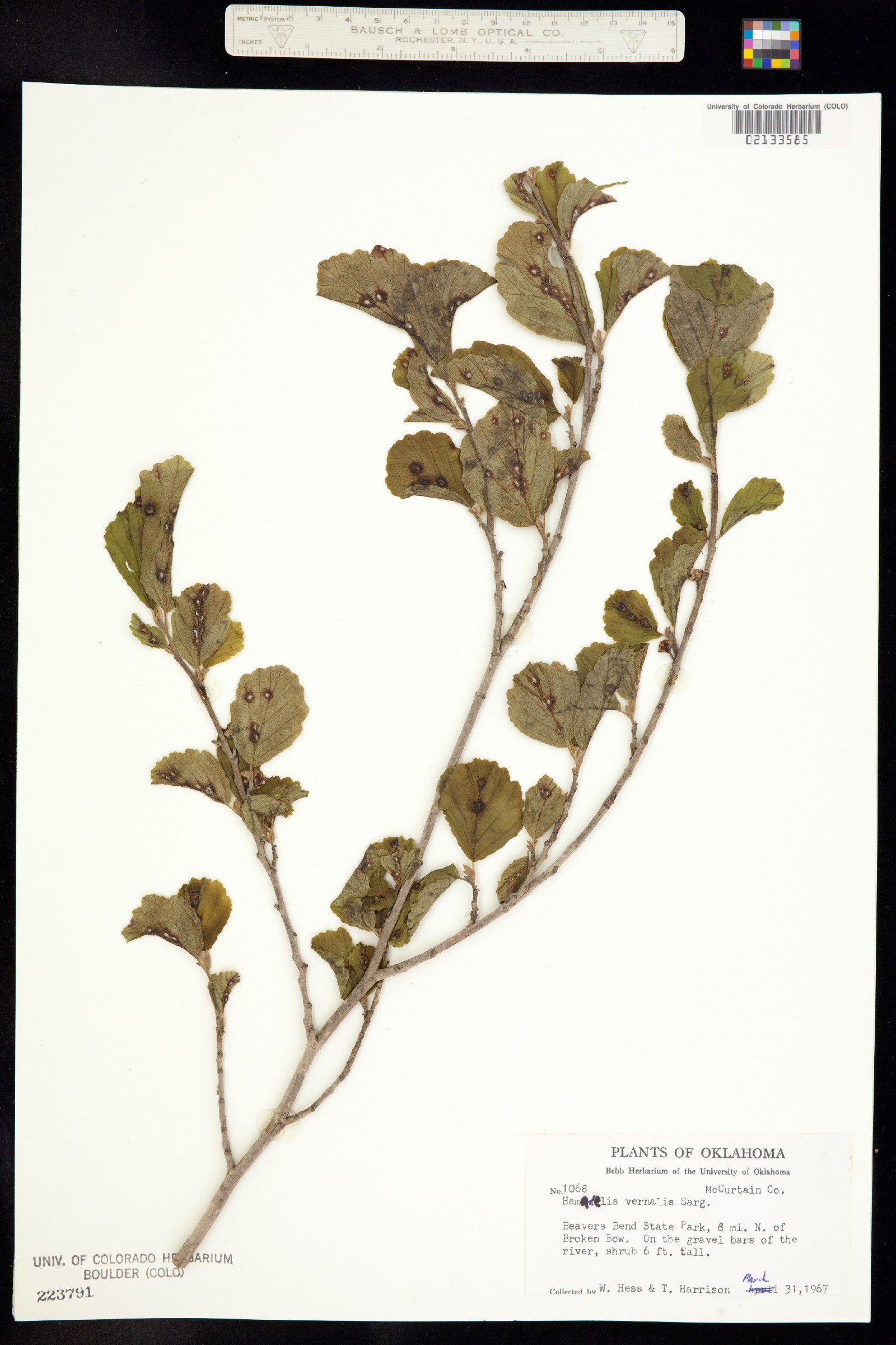 Hamamelis vernalis image
