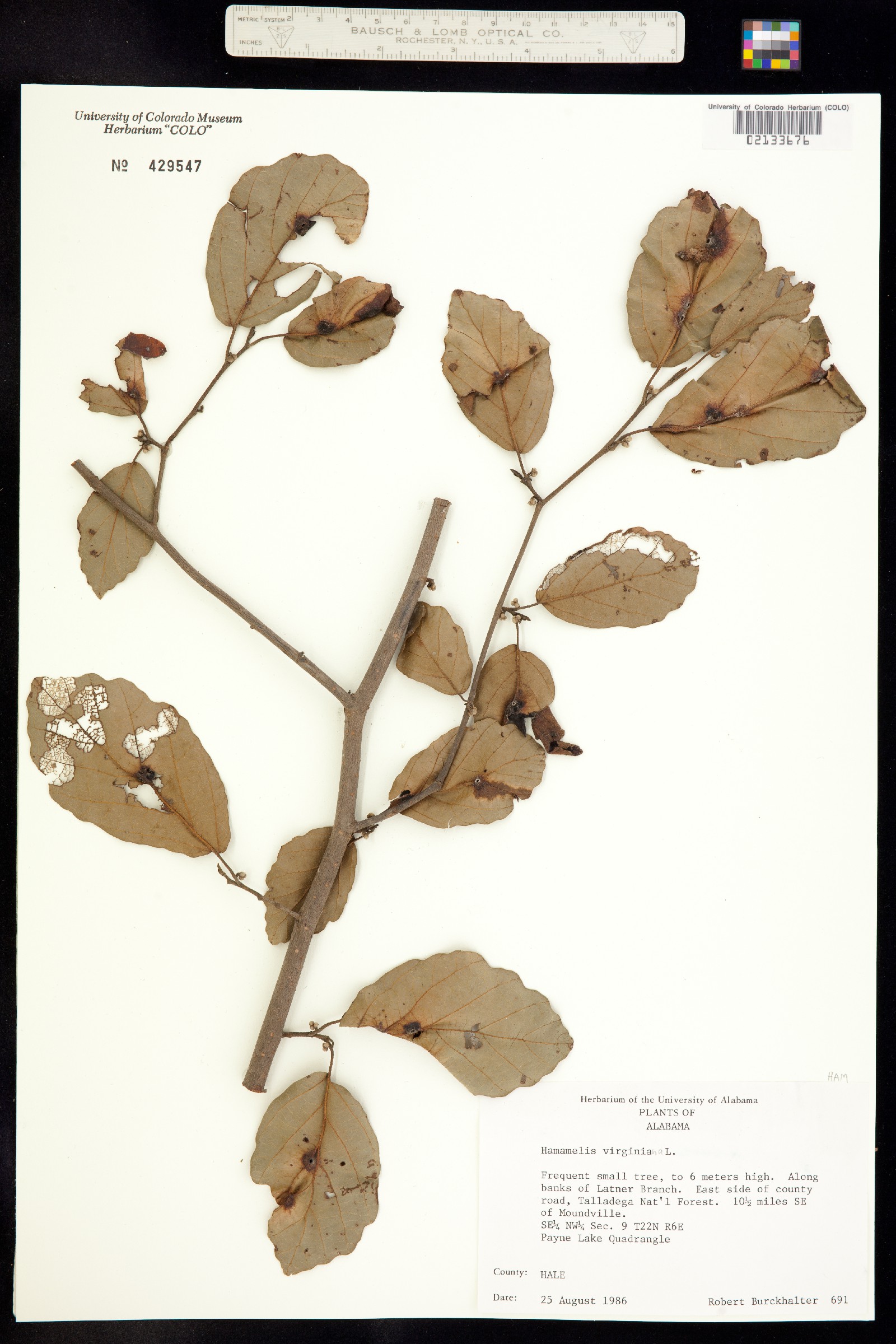 Hamamelis virginiana image