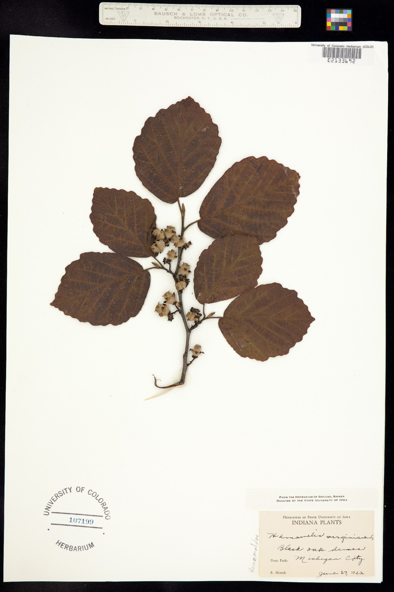 Hamamelis image