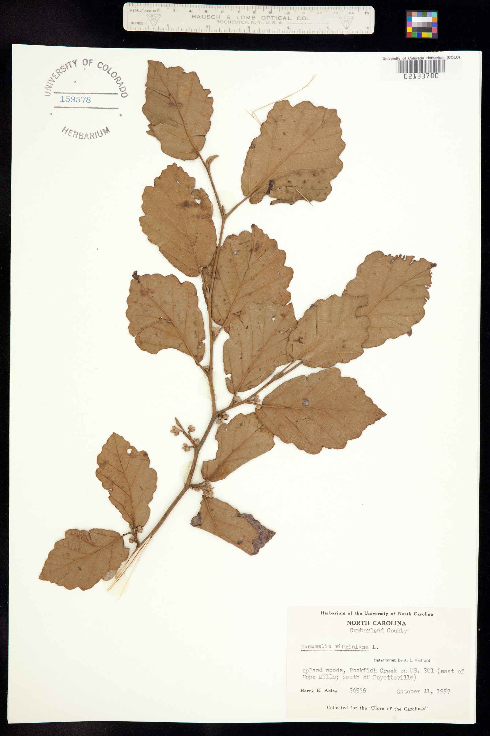 Hamamelis virginiana image