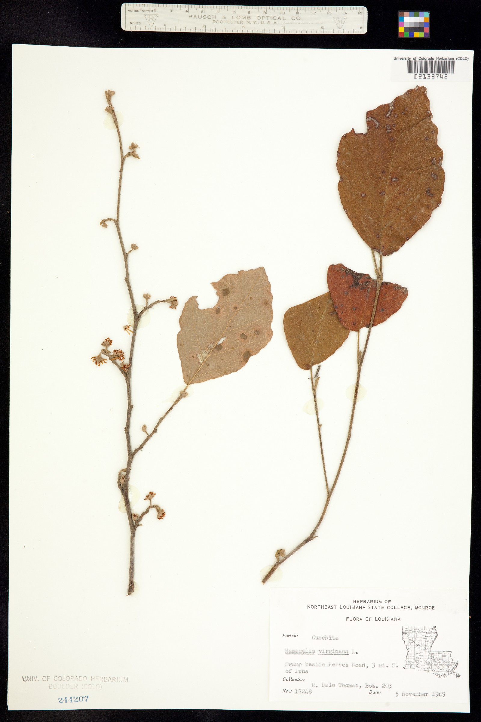 Hamamelis virginiana image