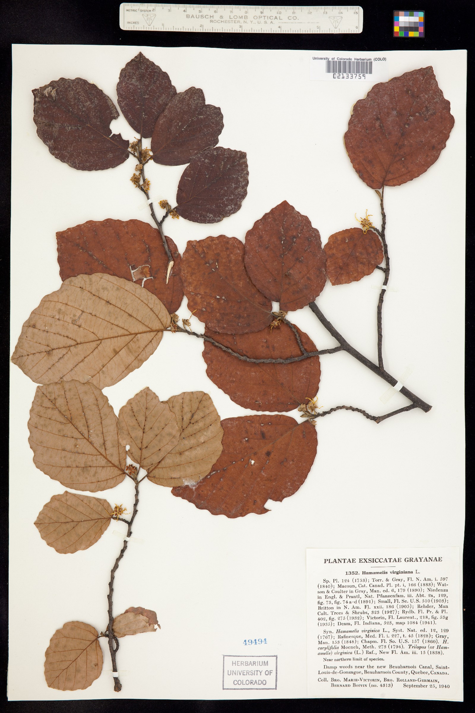 Hamamelis virginiana image