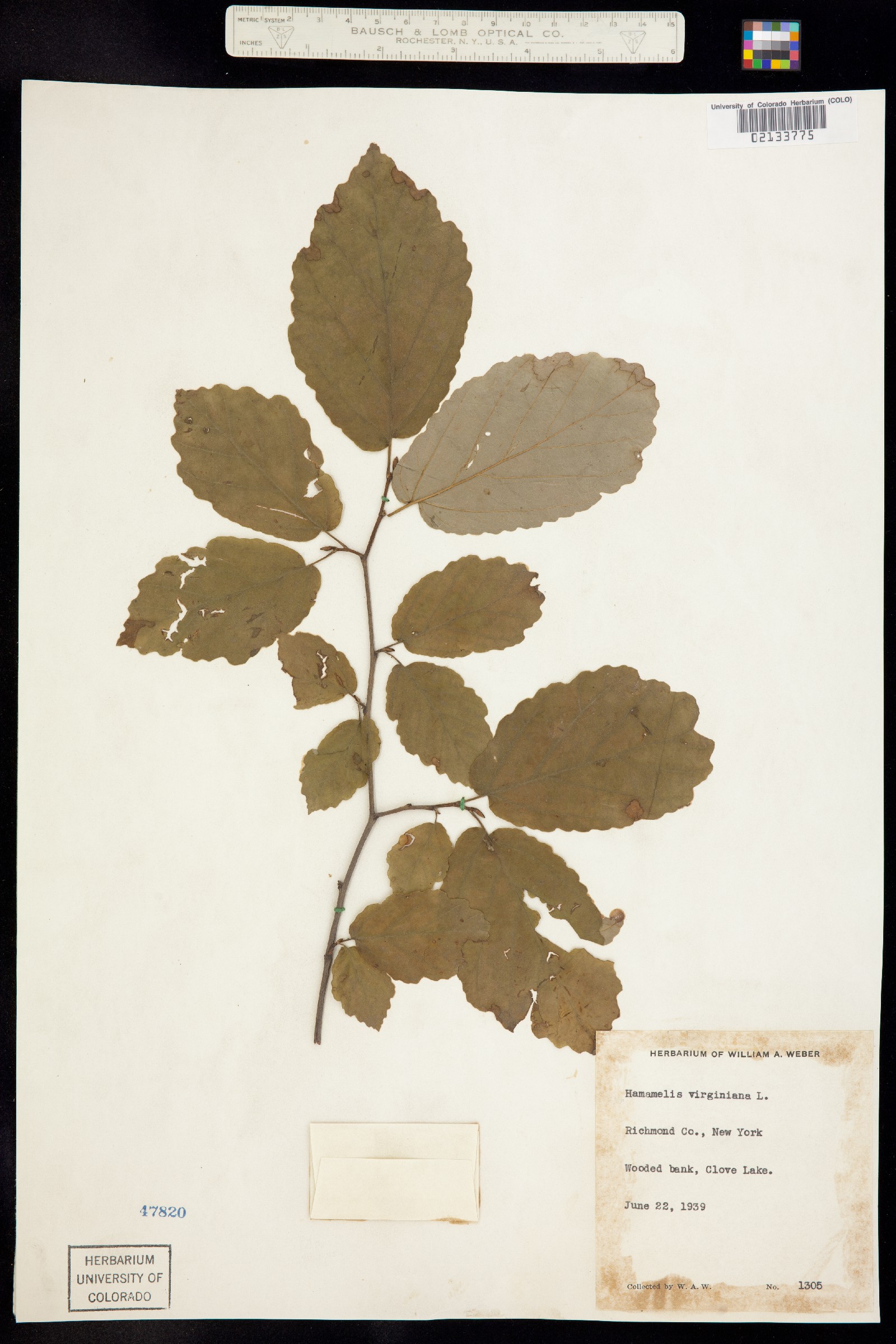 Hamamelis virginiana image