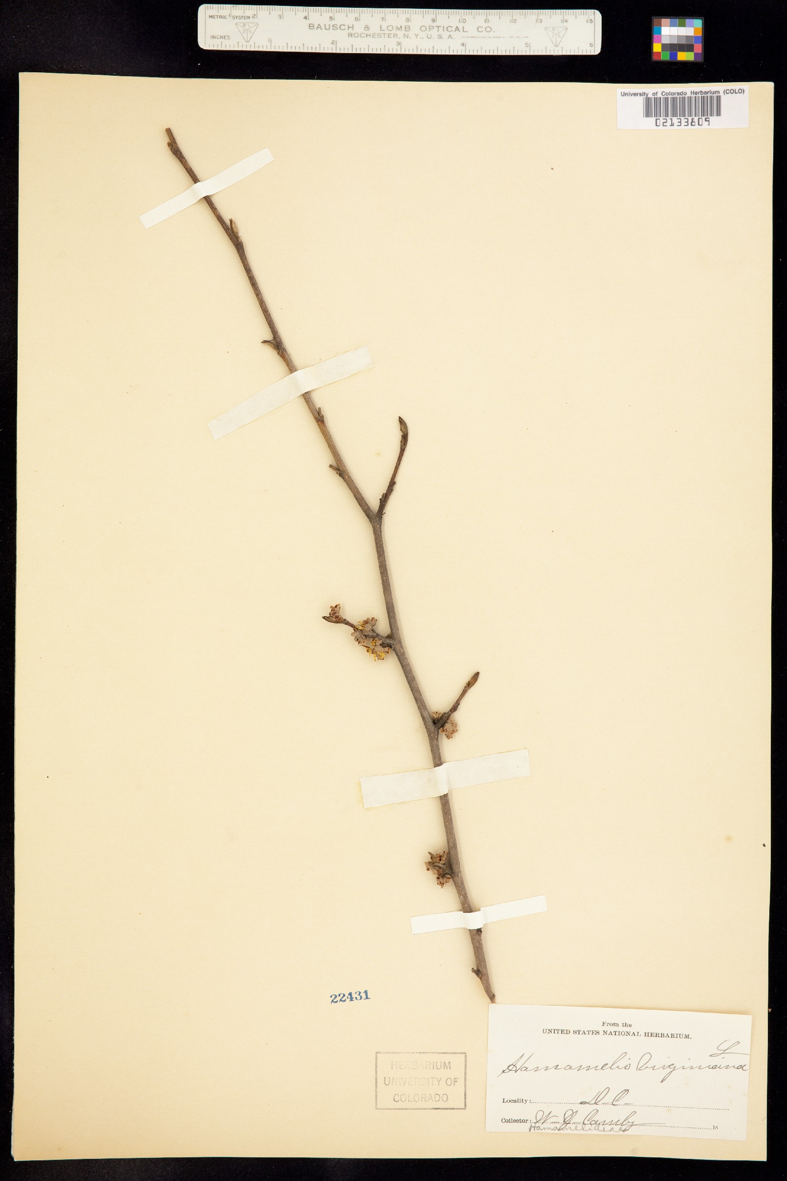 Hamamelis virginiana image