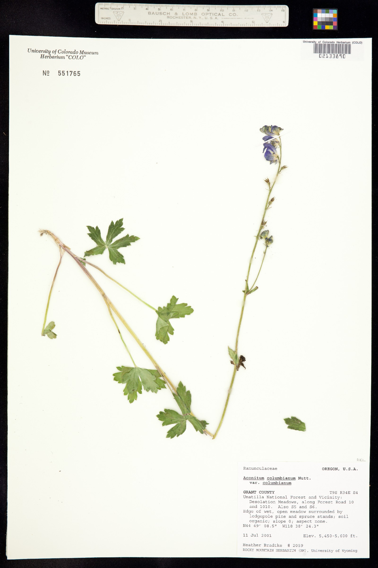 Aconitum columbianum image
