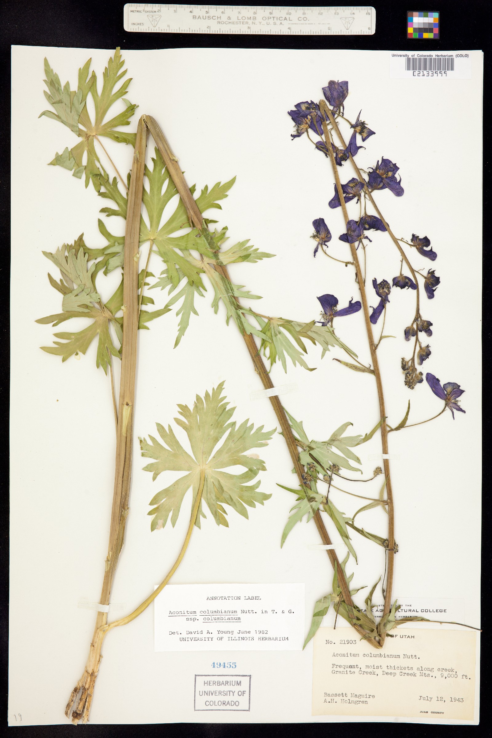 Aconitum columbianum ssp. columbianum image