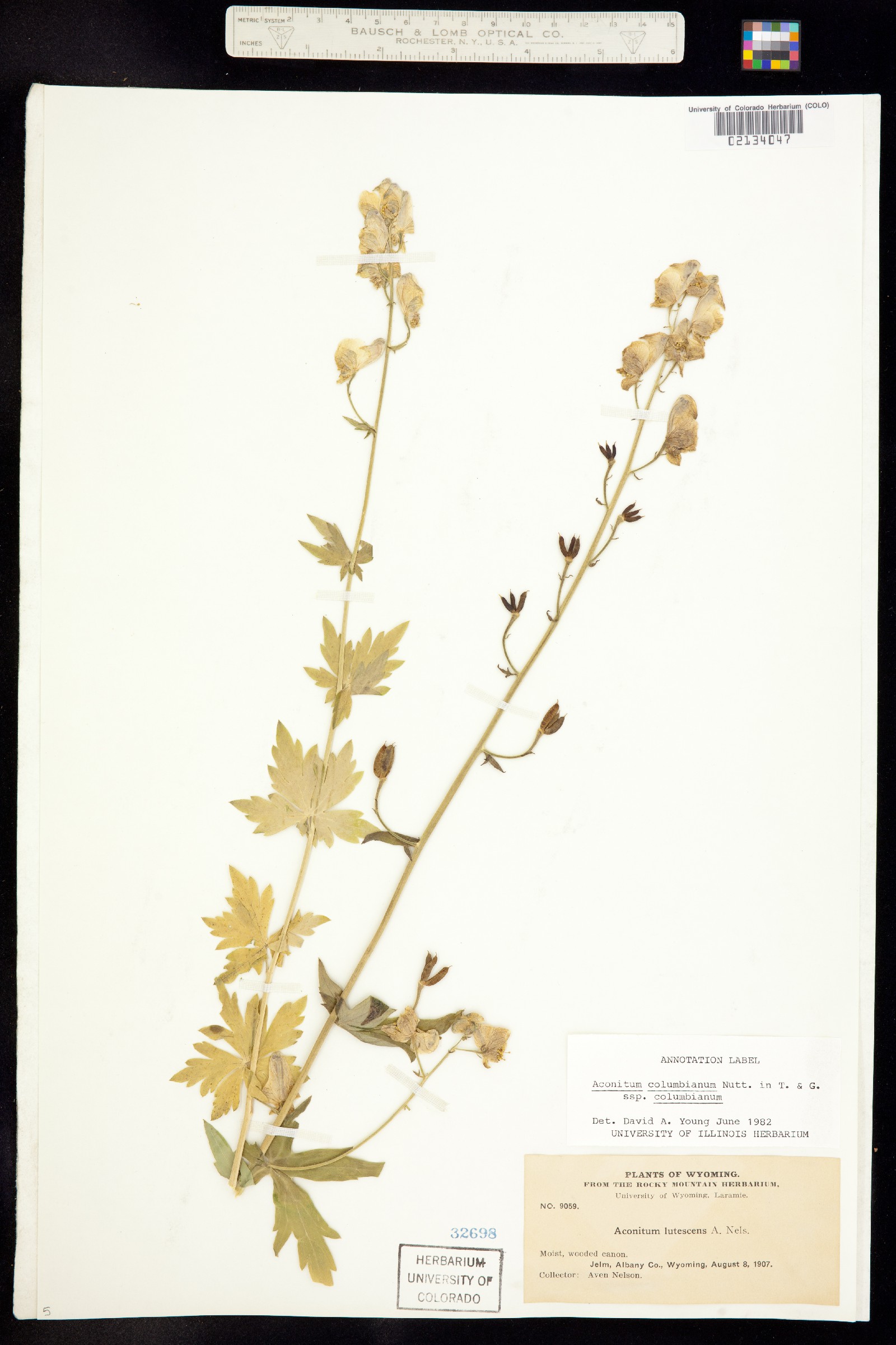 Aconitum columbianum ssp. columbianum image