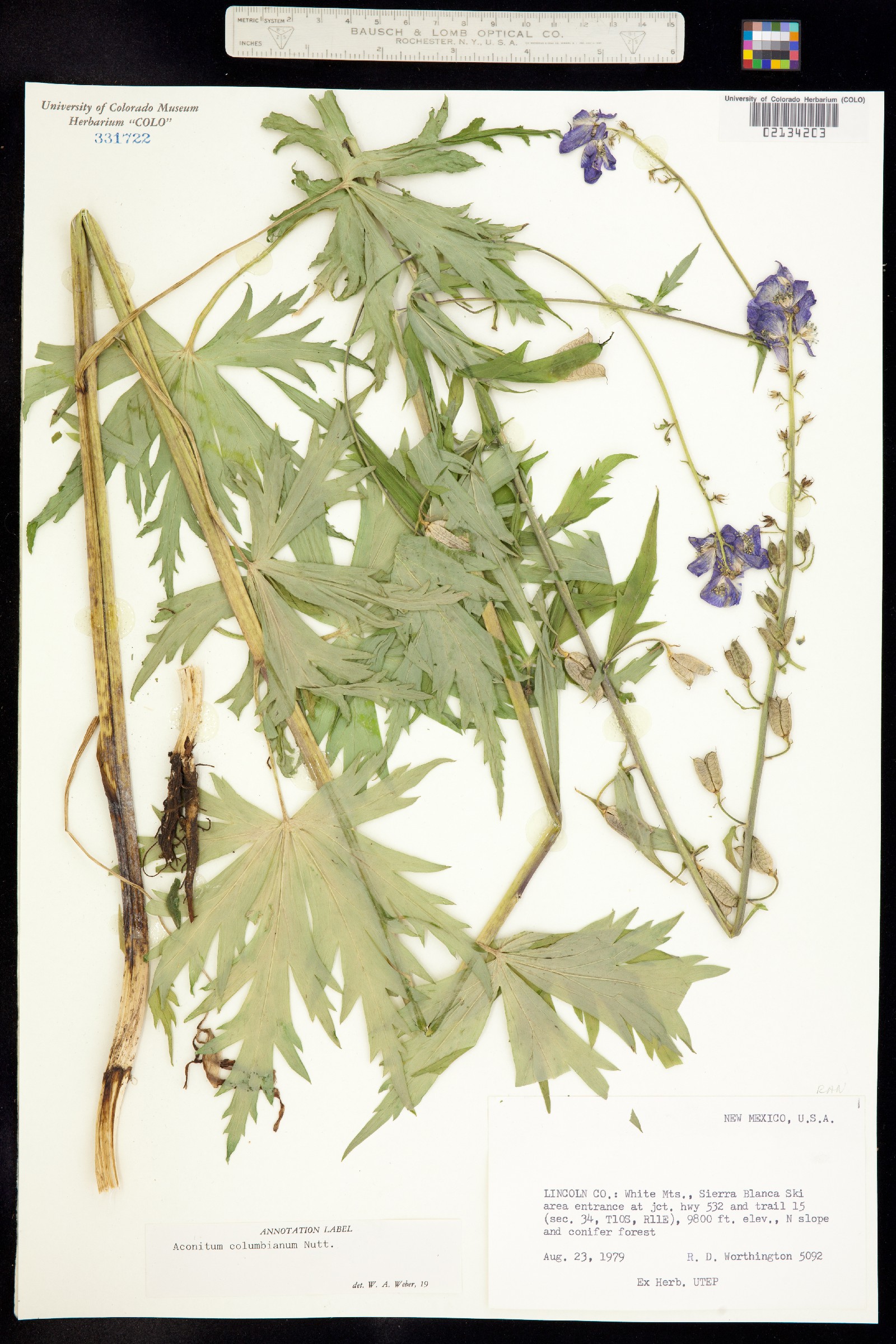 Aconitum columbianum image