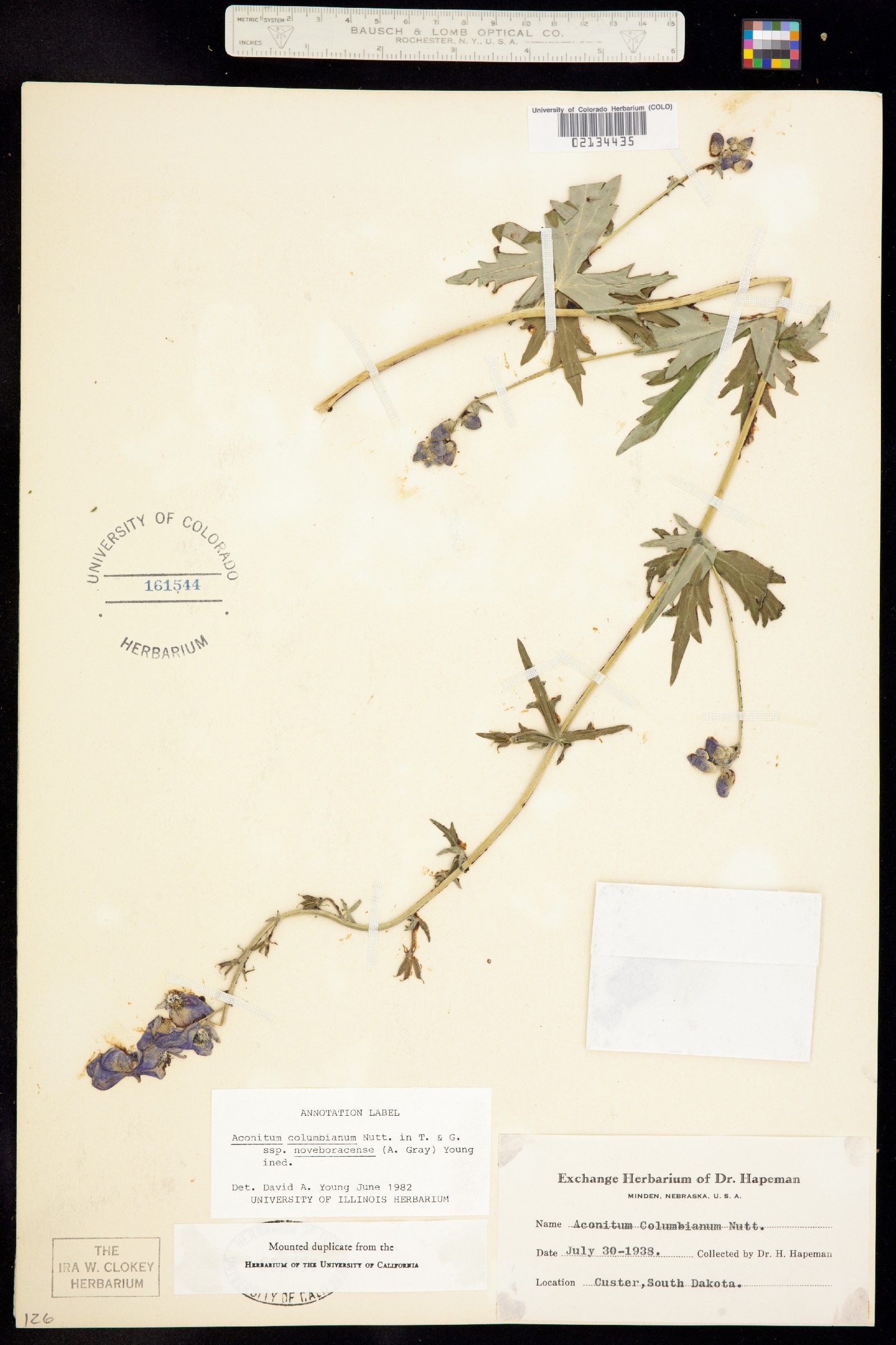 Aconitum columbianum image