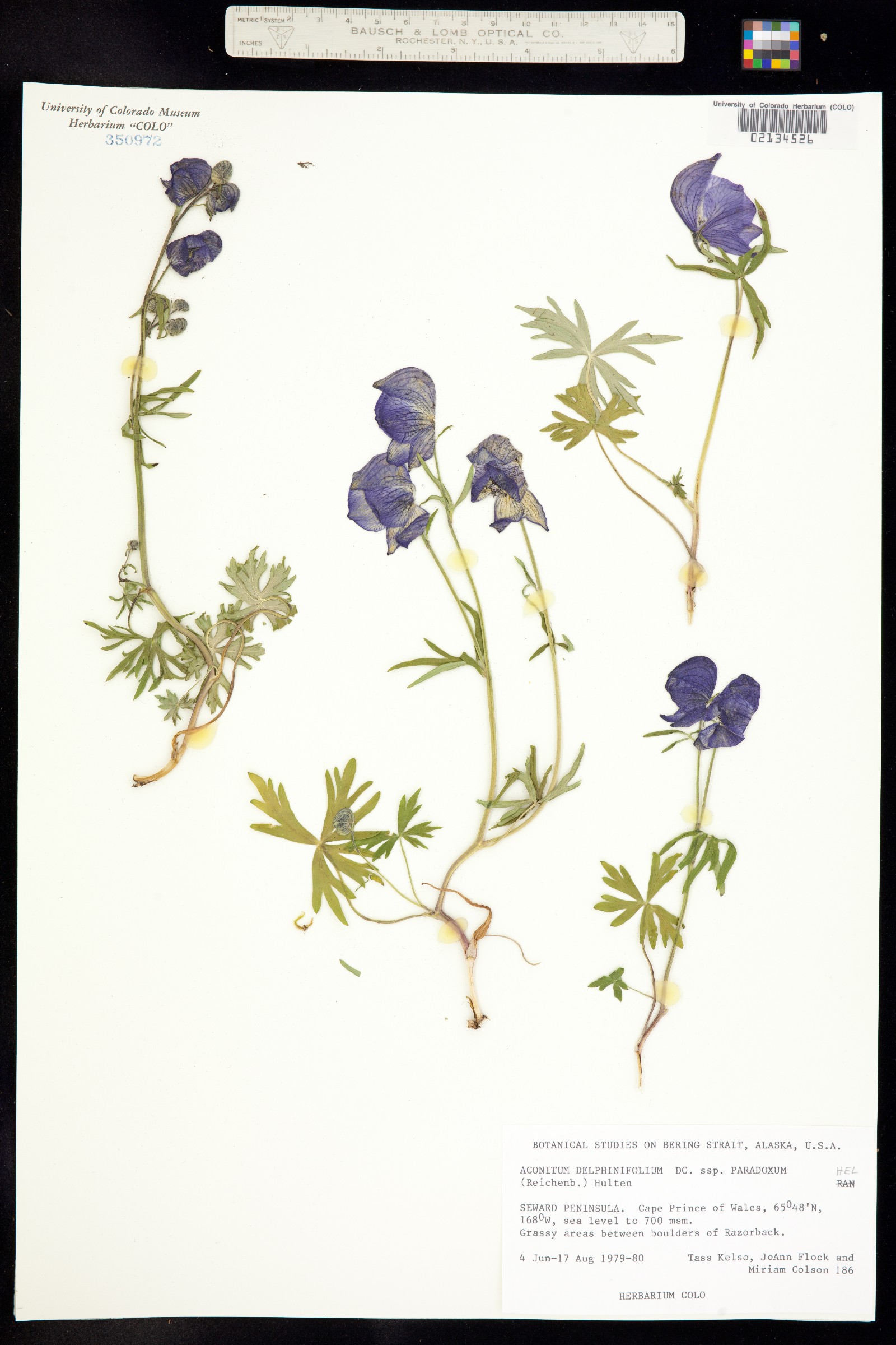 Aconitum image