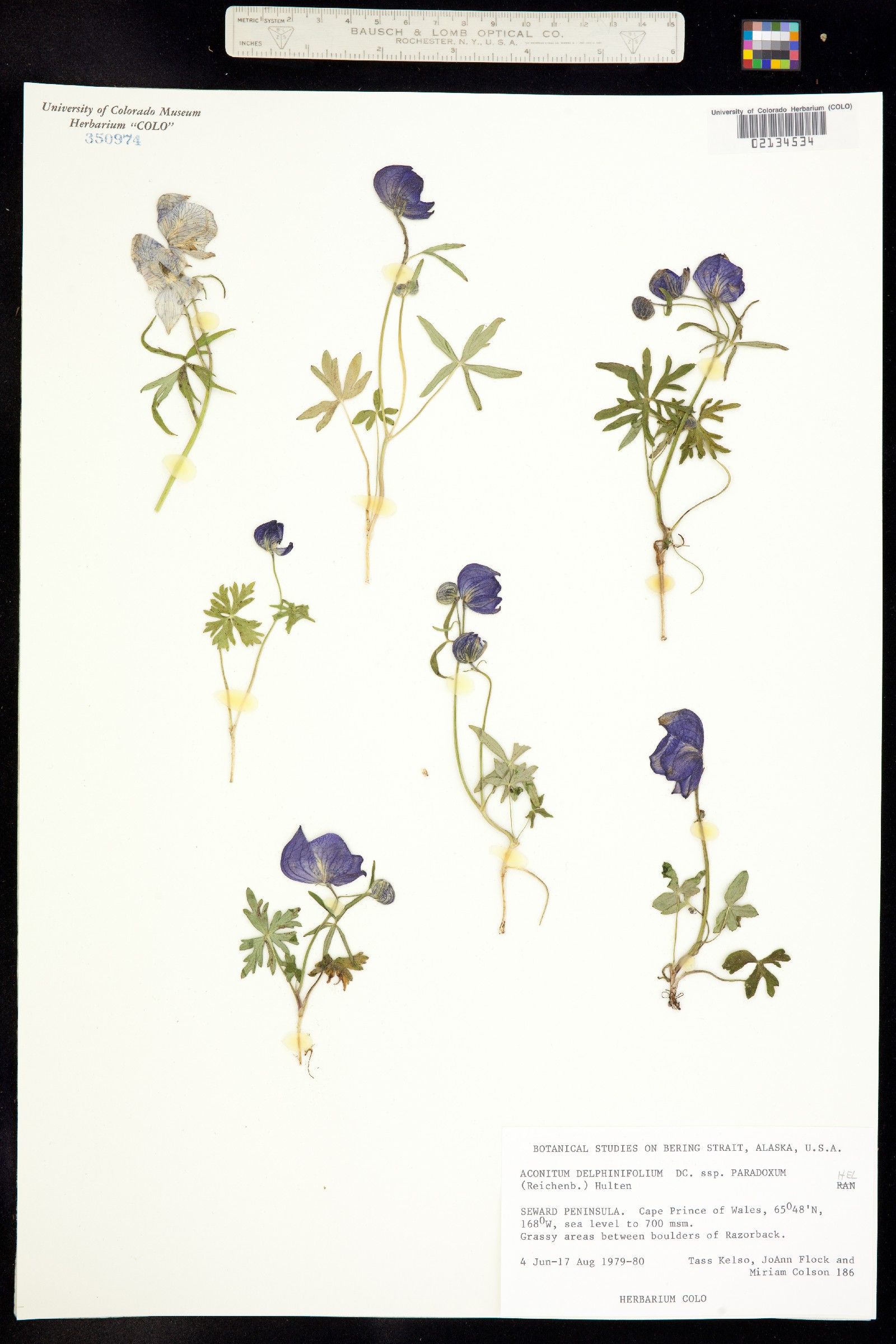 Aconitum delphiniifolium image