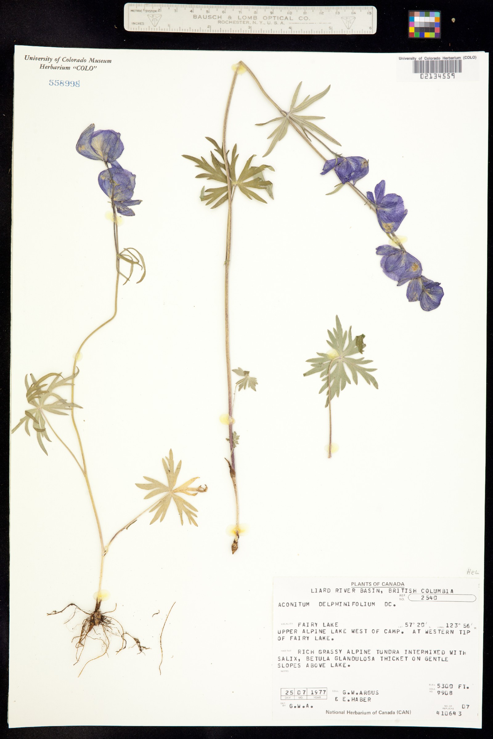 Aconitum delphiniifolium image