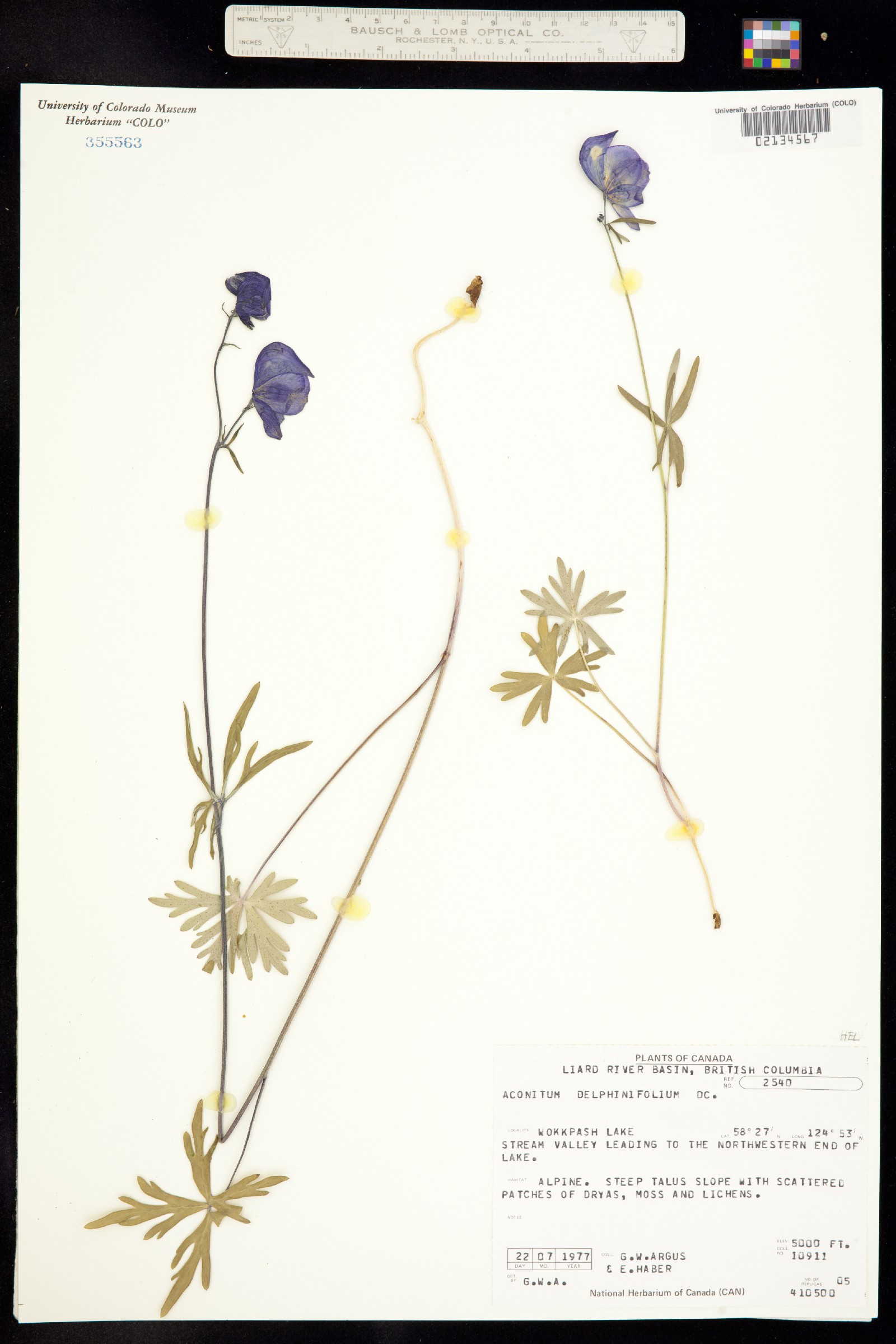 Aconitum delphiniifolium image