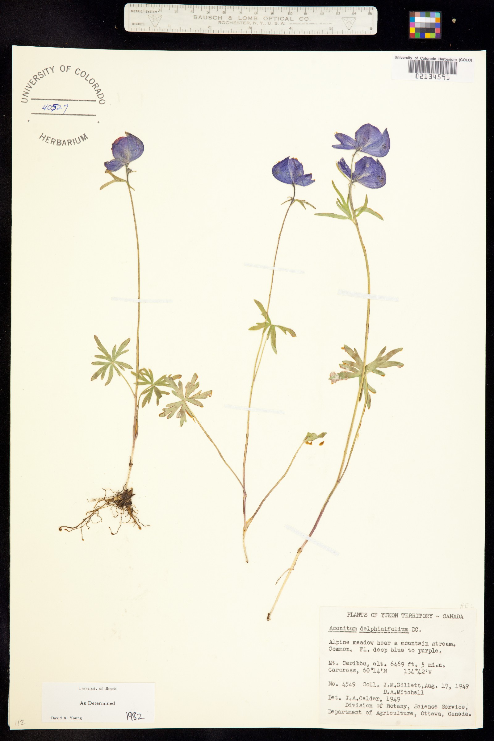 Aconitum delphiniifolium image