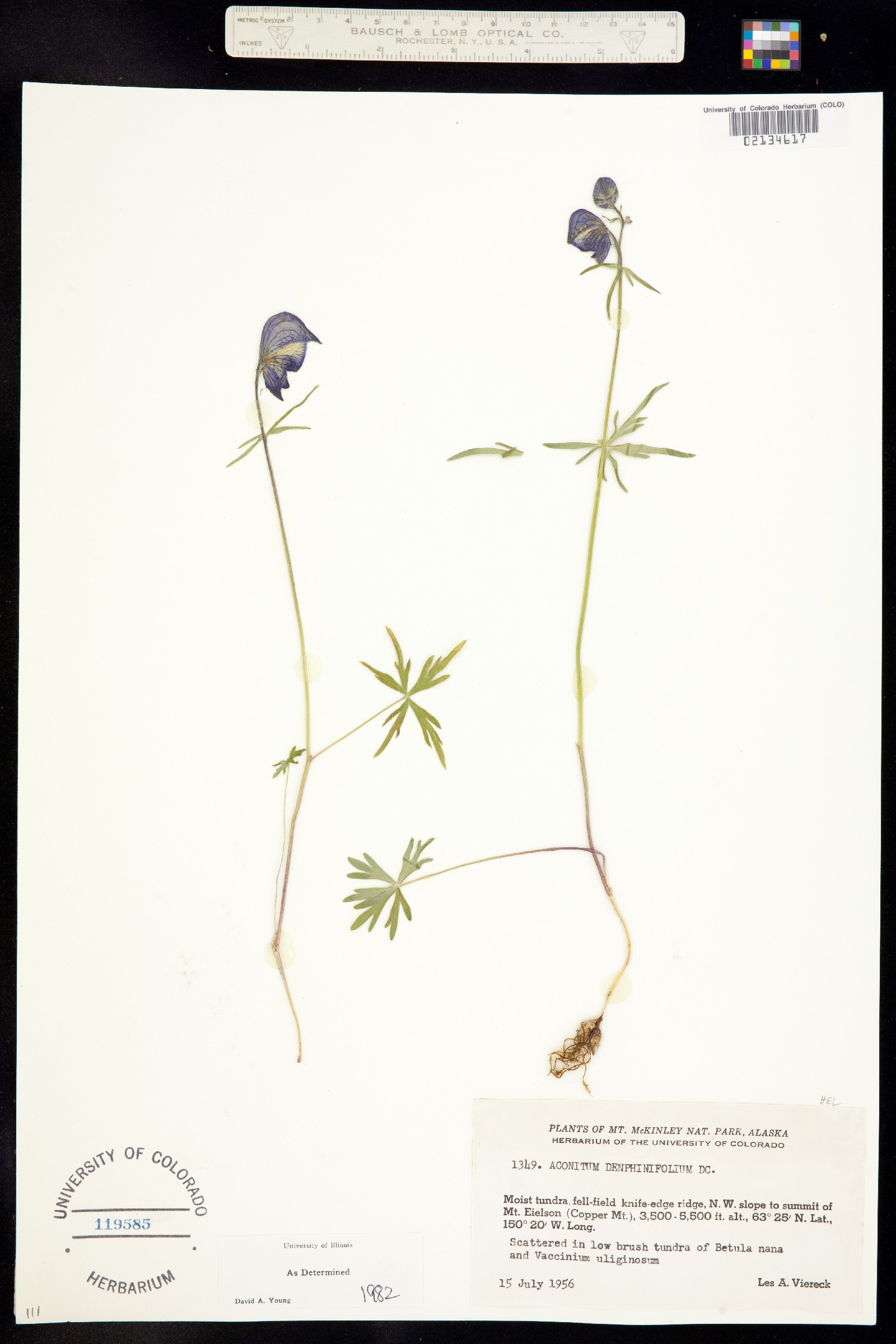 Aconitum delphiniifolium image