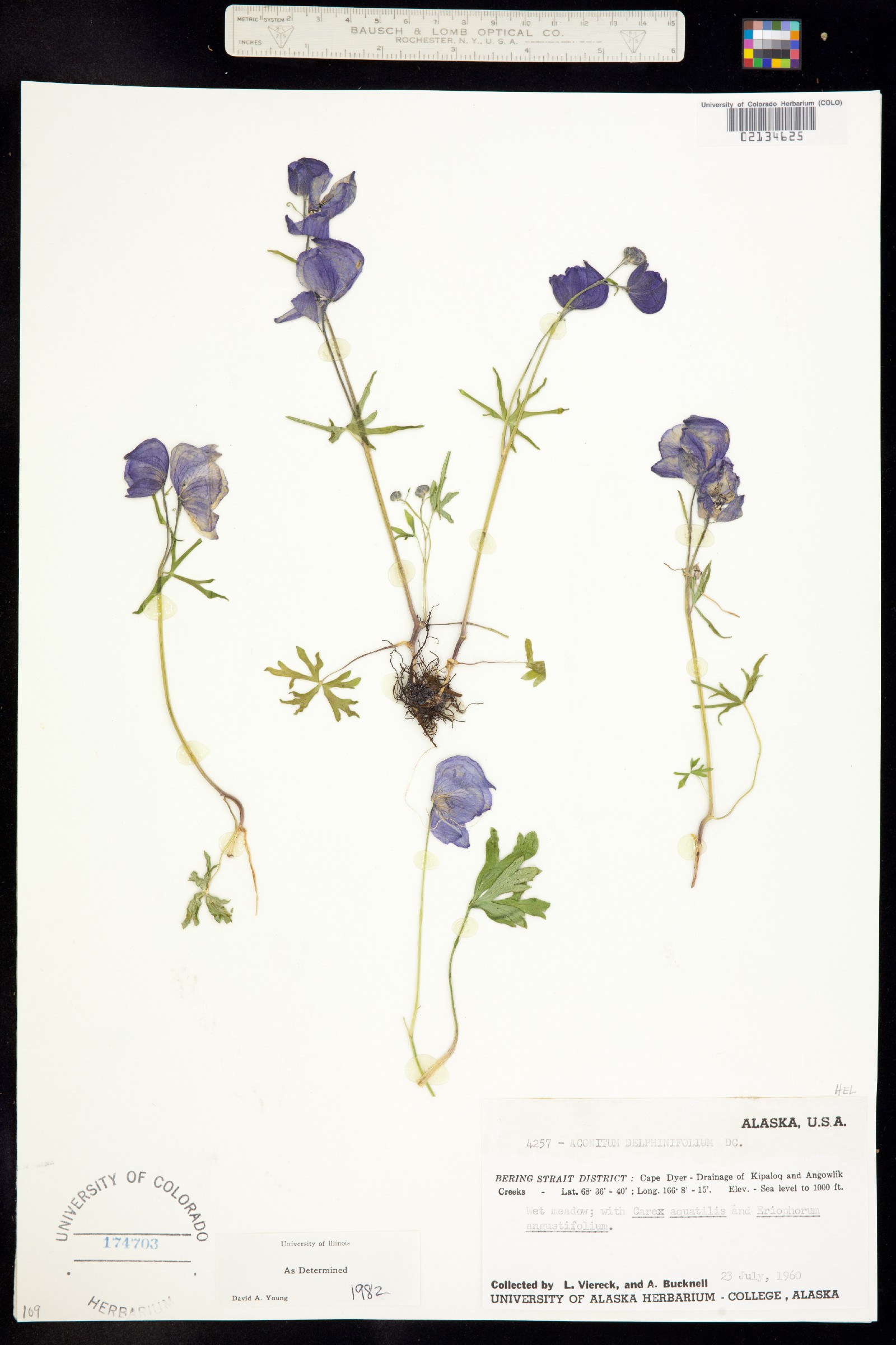 Aconitum delphiniifolium image