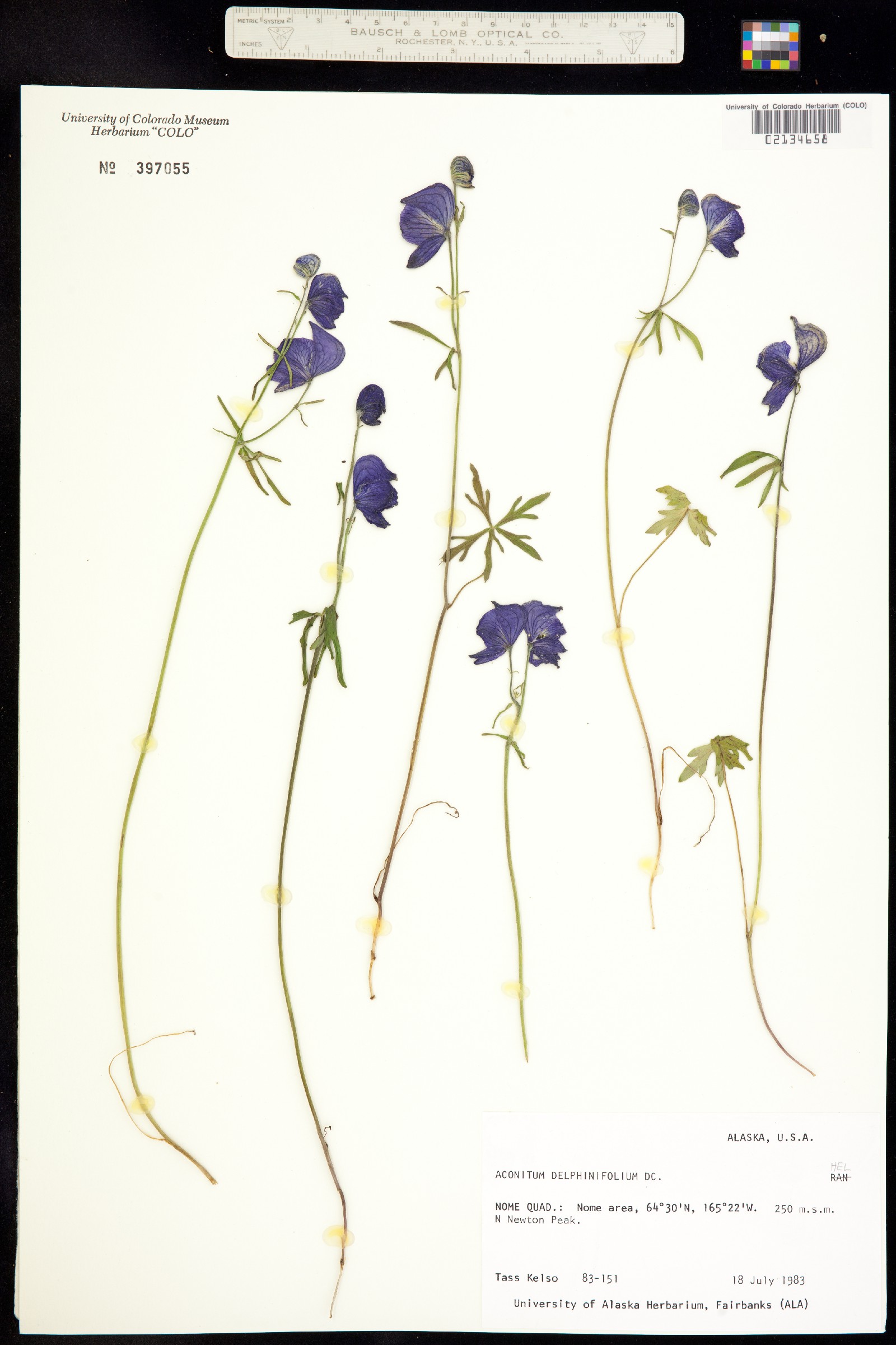 Aconitum delphiniifolium image