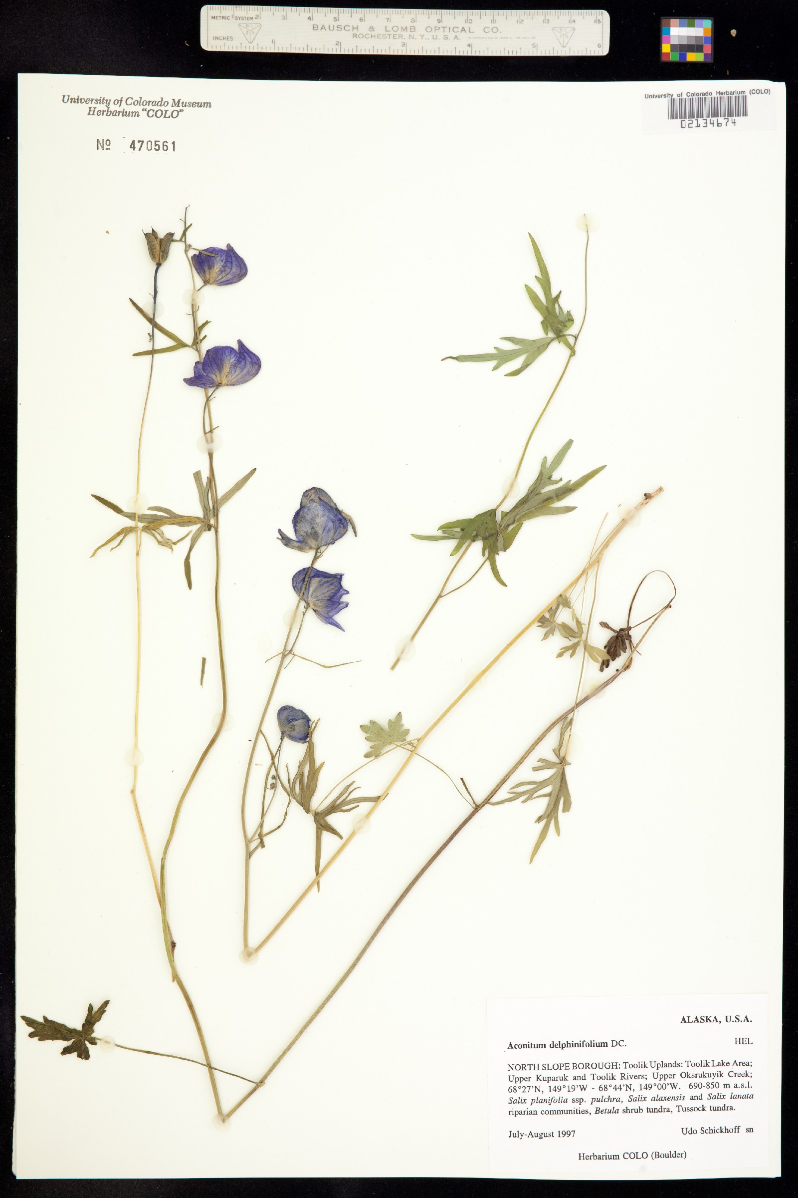 Aconitum delphiniifolium image
