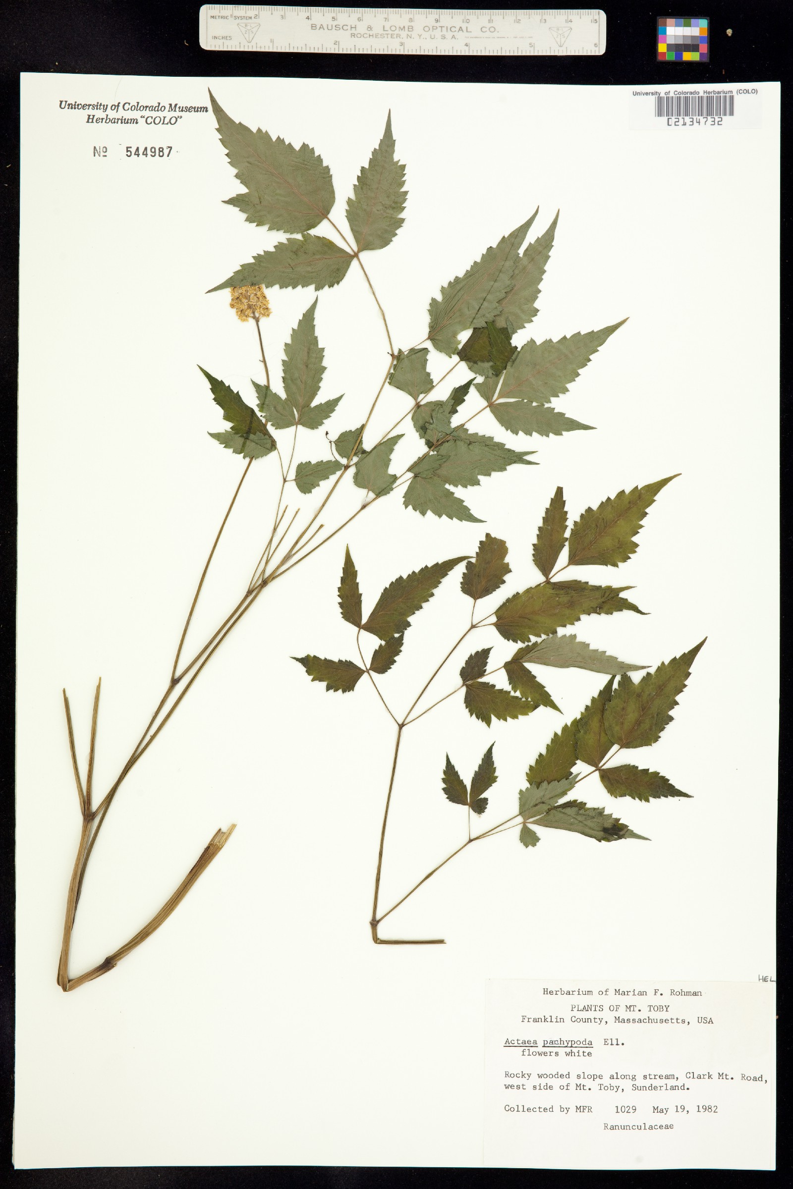 Actaea pachypoda image