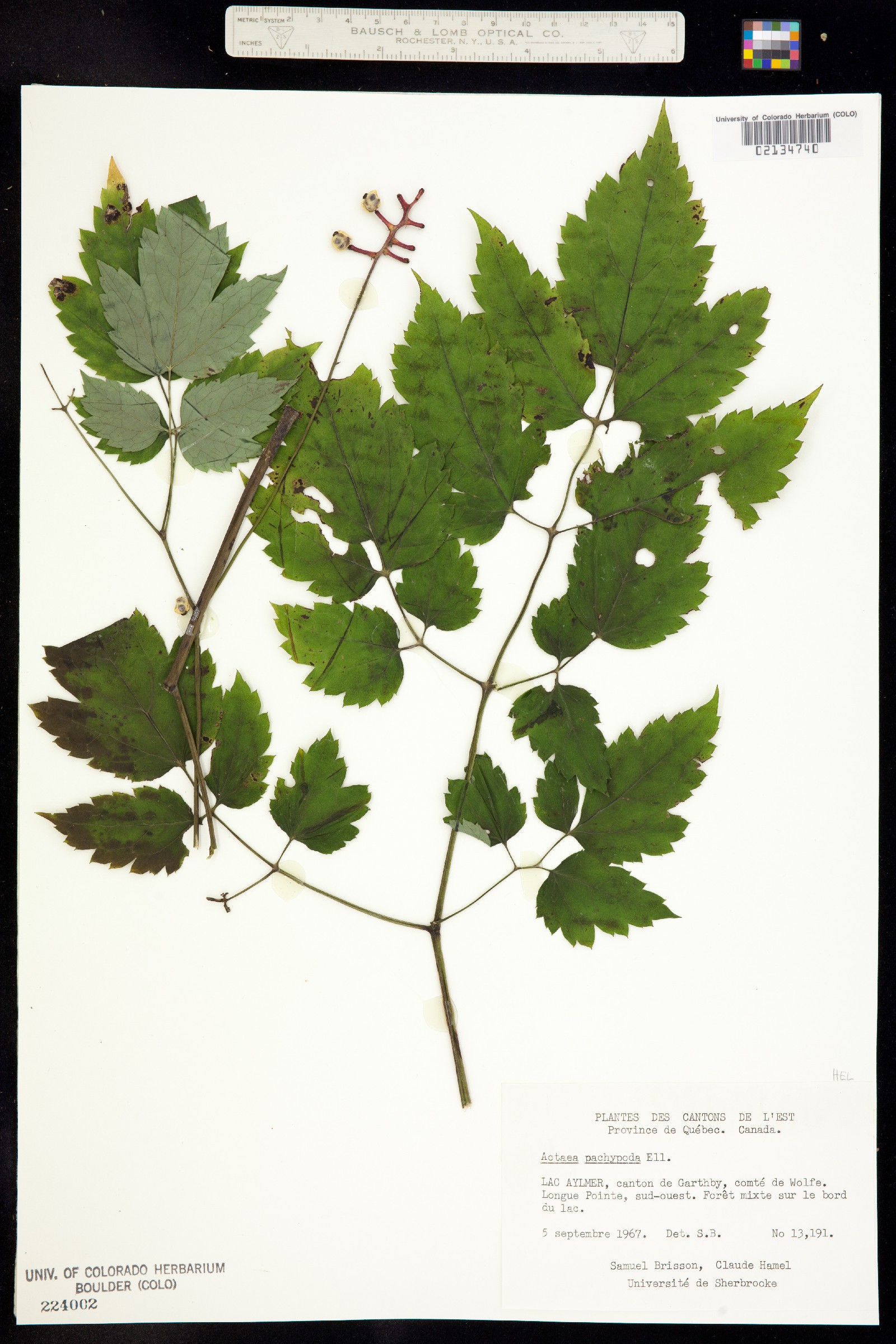 Actaea pachypoda image