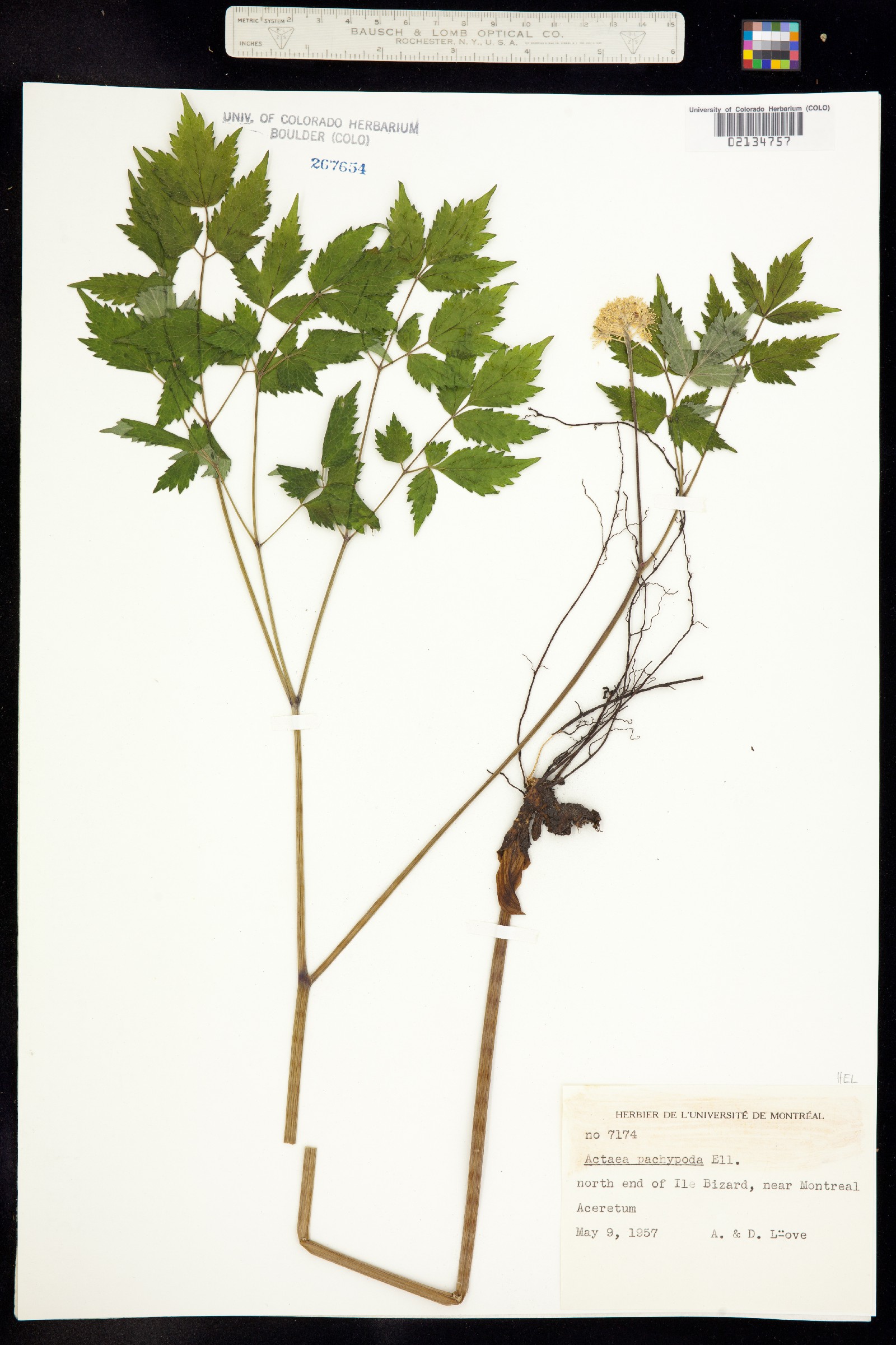 Actaea pachypoda image