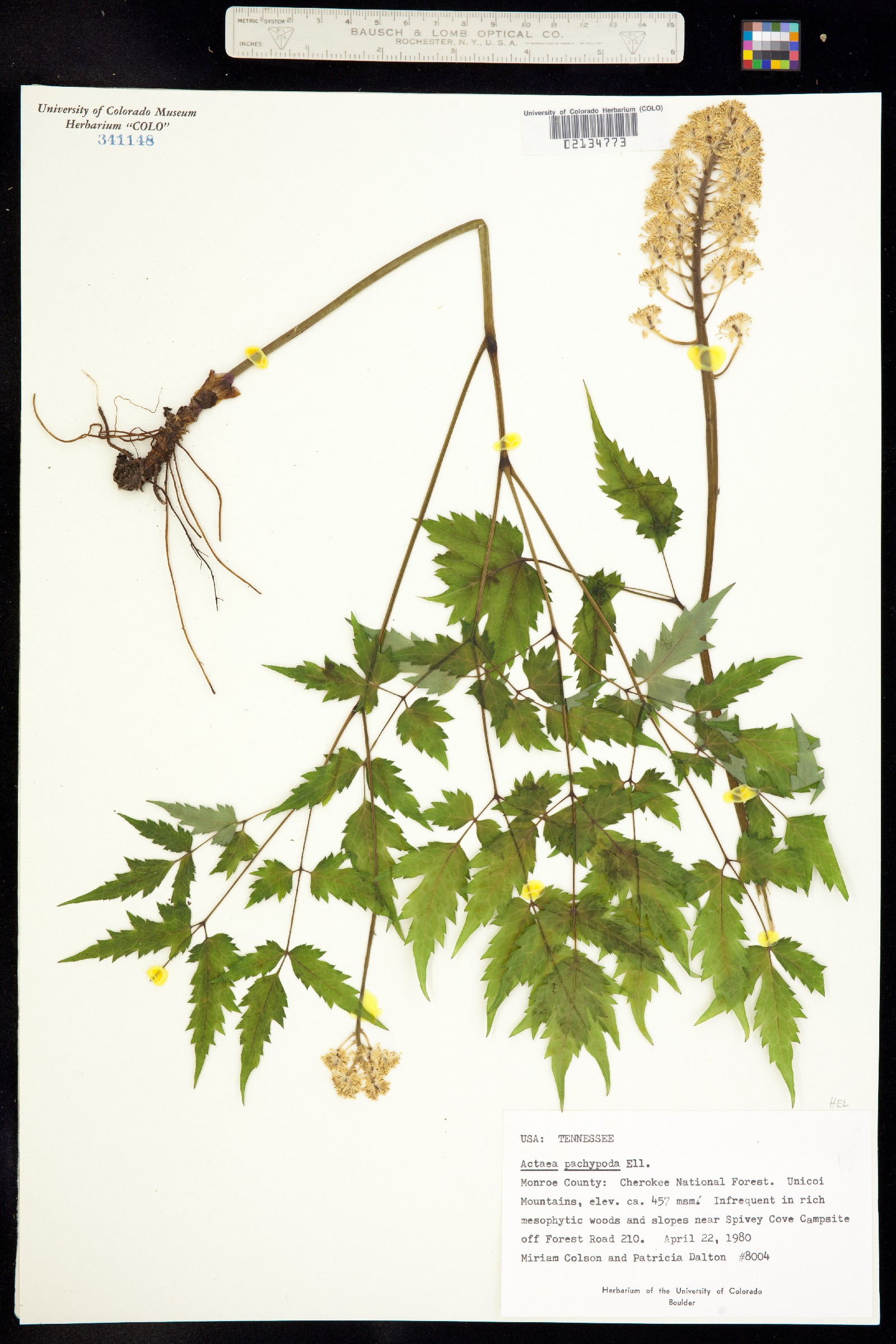 Actaea pachypoda image