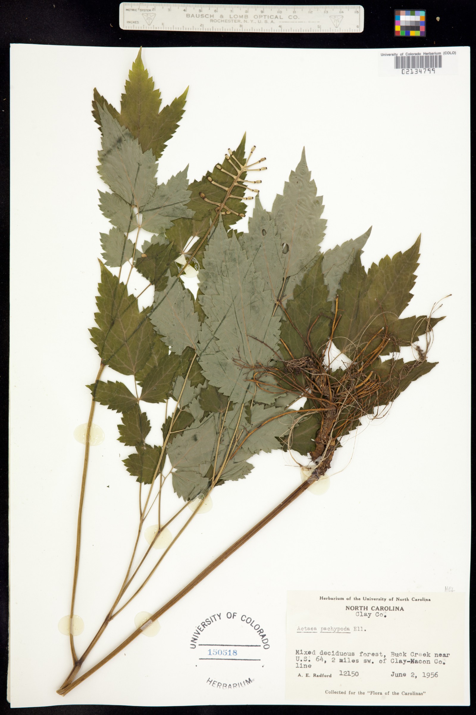 Actaea pachypoda image