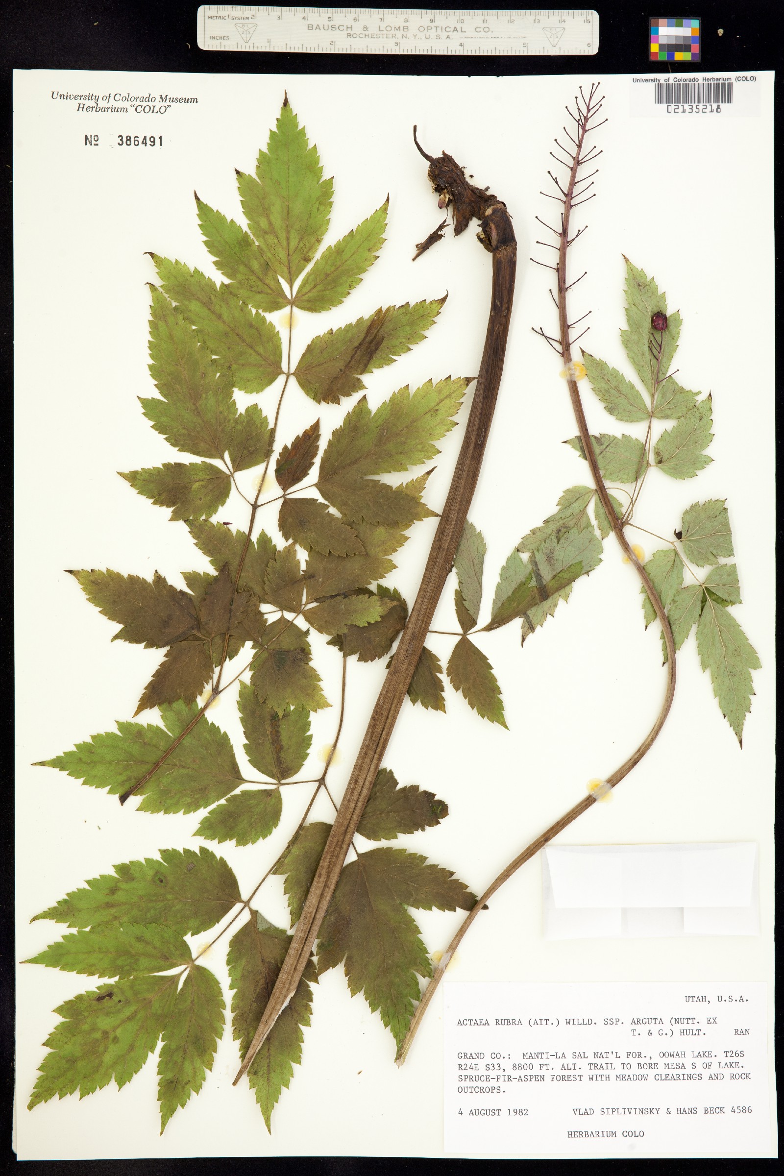 Actaea rubra image