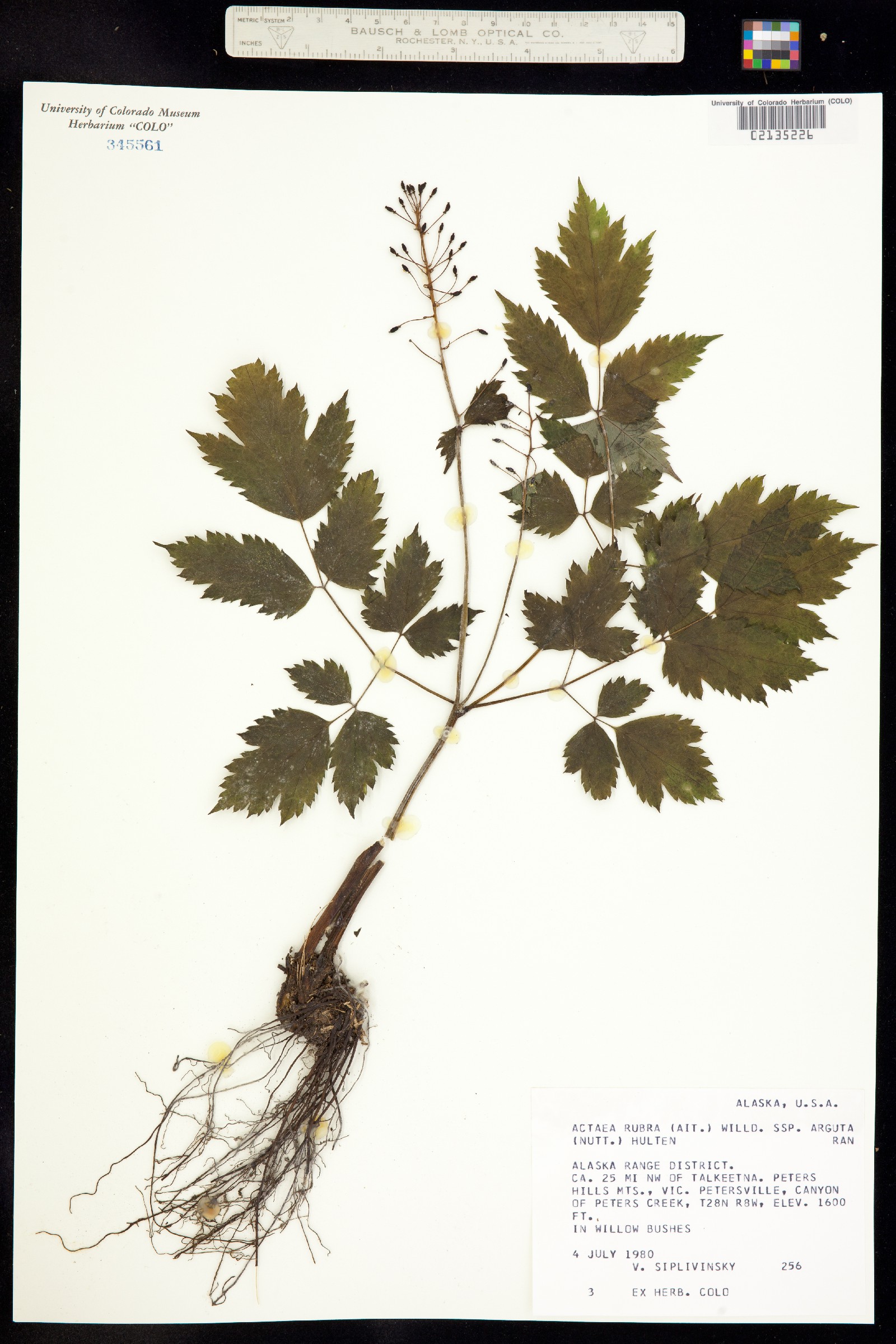 Actaea rubra image