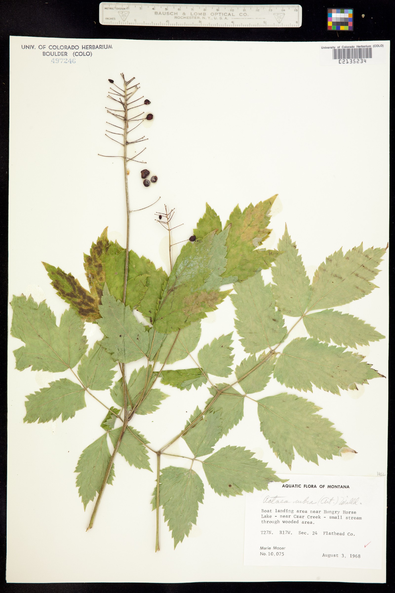 Actaea rubra image