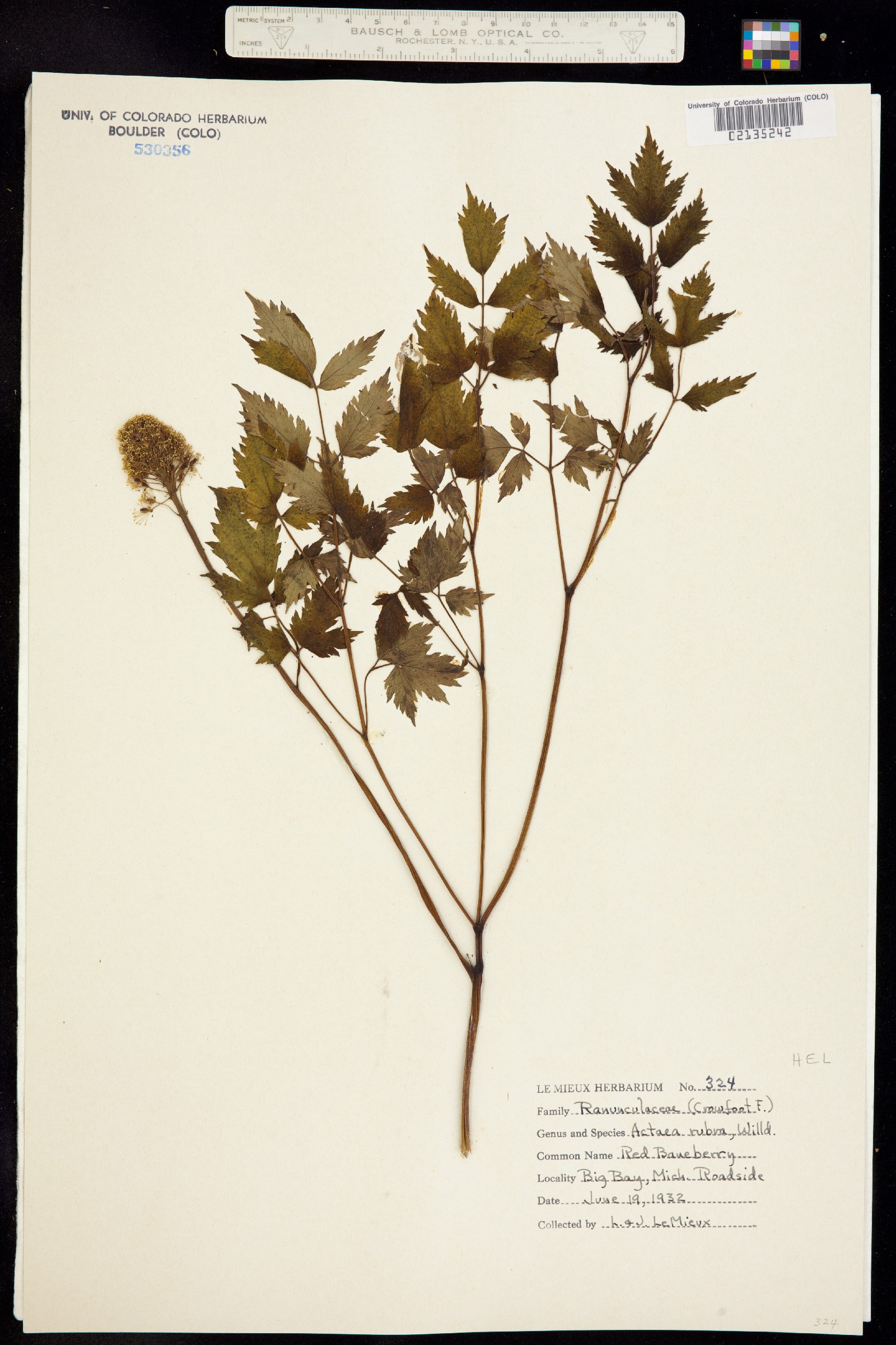 Actaea rubra image