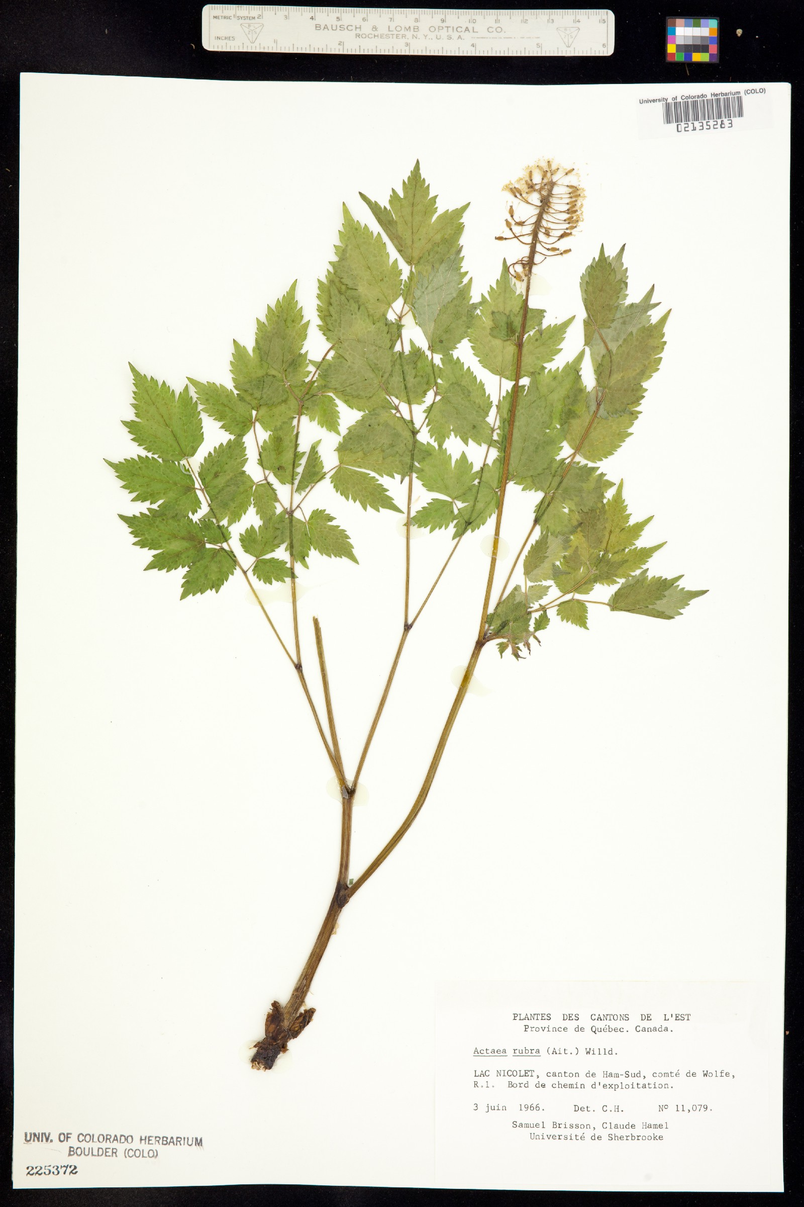 Actaea rubra image