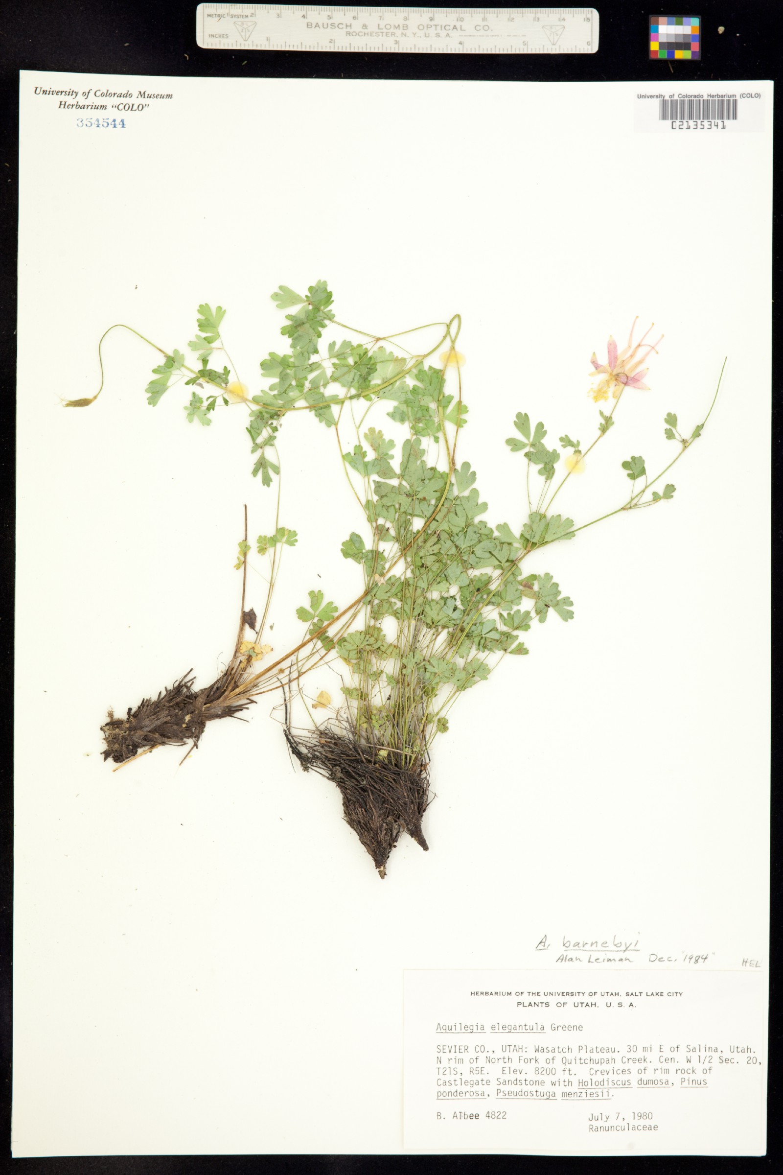 Aquilegia barnebyi image