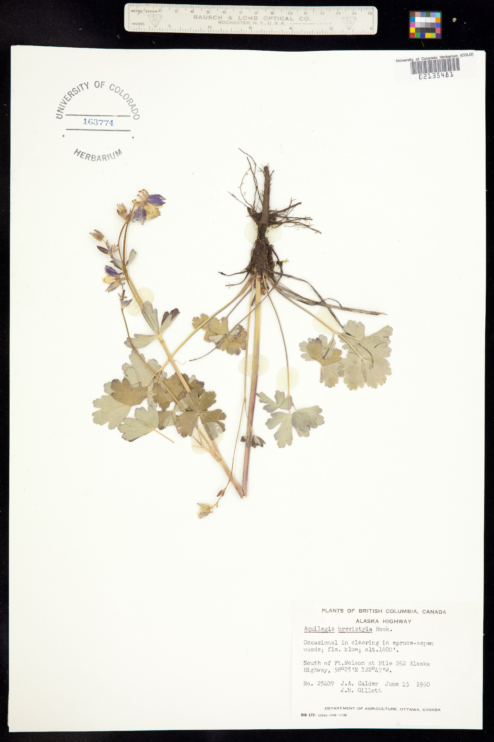 Aquilegia brevistyla image